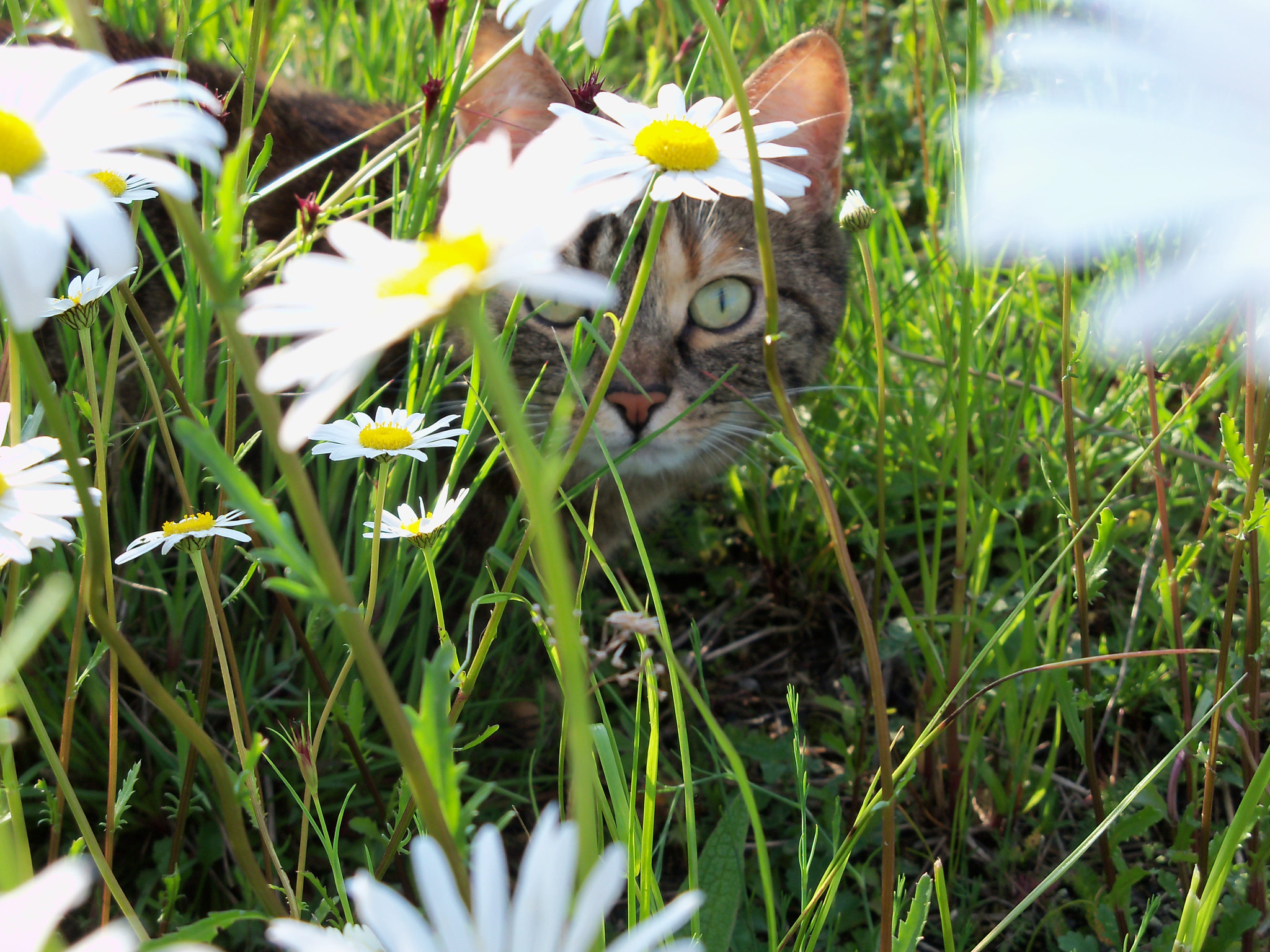 Kodak EasyShare Z915 sample photo. Cat in green photography