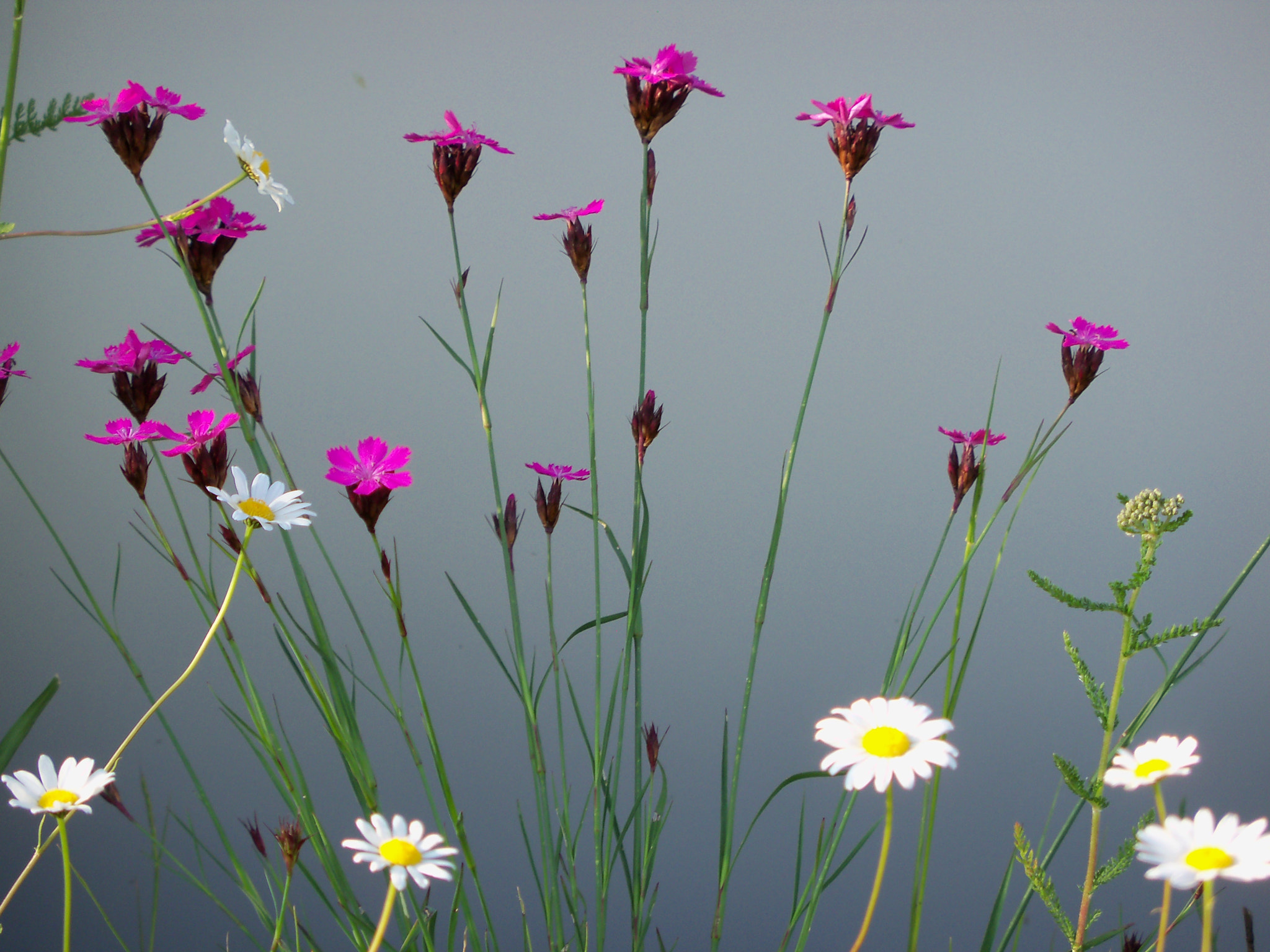 Kodak EasyShare Z915 sample photo. Flowers in grey photography