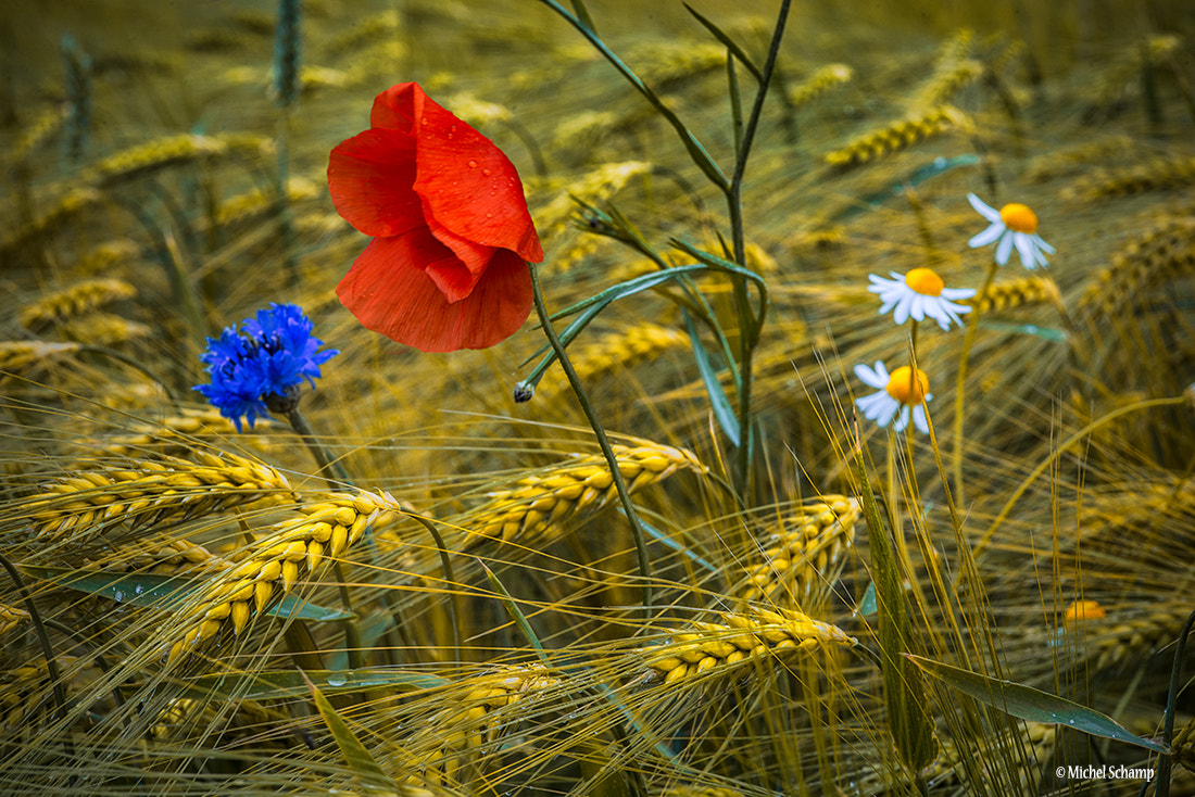 Sigma 105mm F2.8 EX DG Macro sample photo. Countryside fashion photography