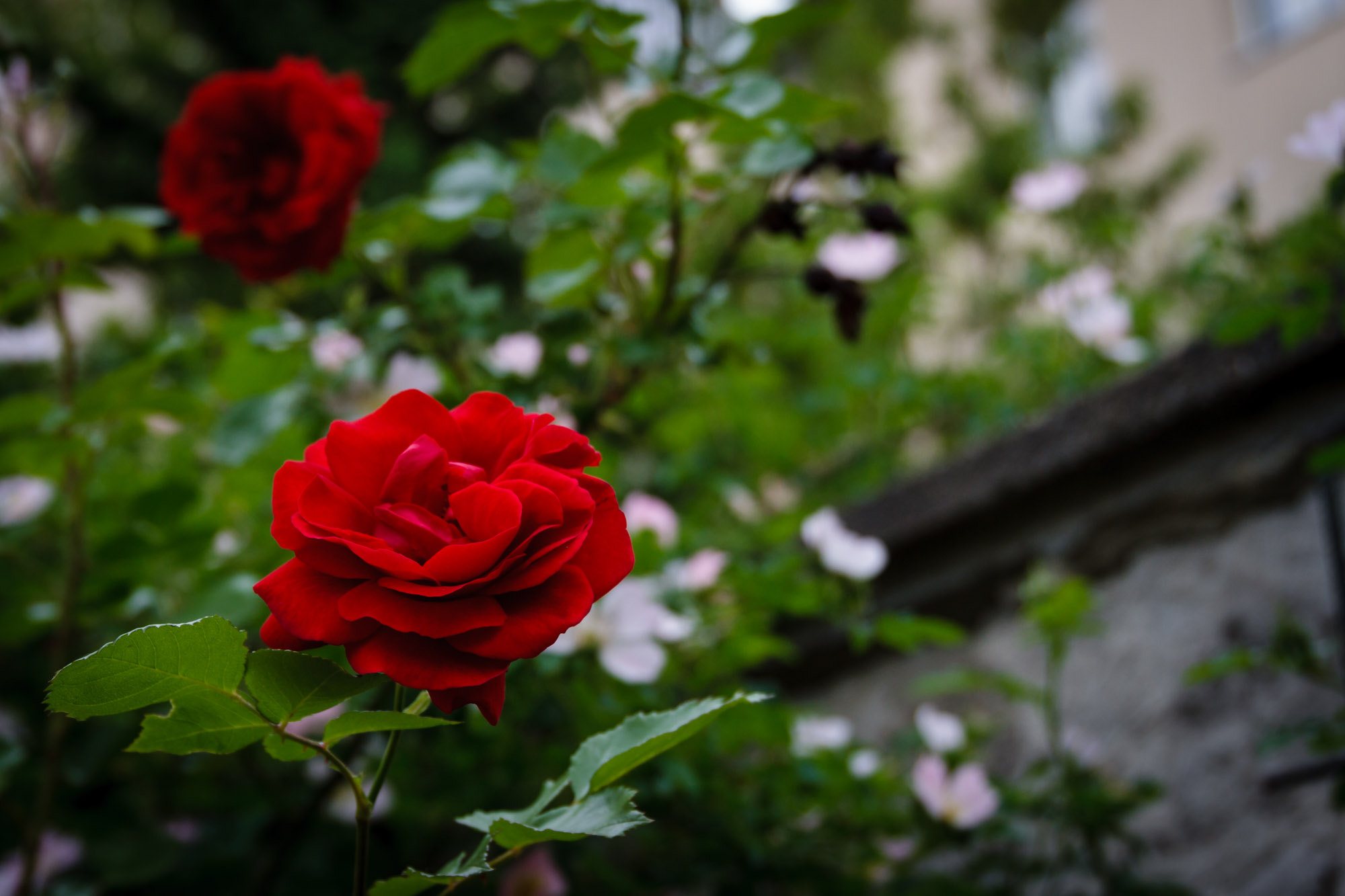 Canon EOS 7D + Sigma 24-105mm f/4 DG OS HSM | A sample photo. Rote rose photography
