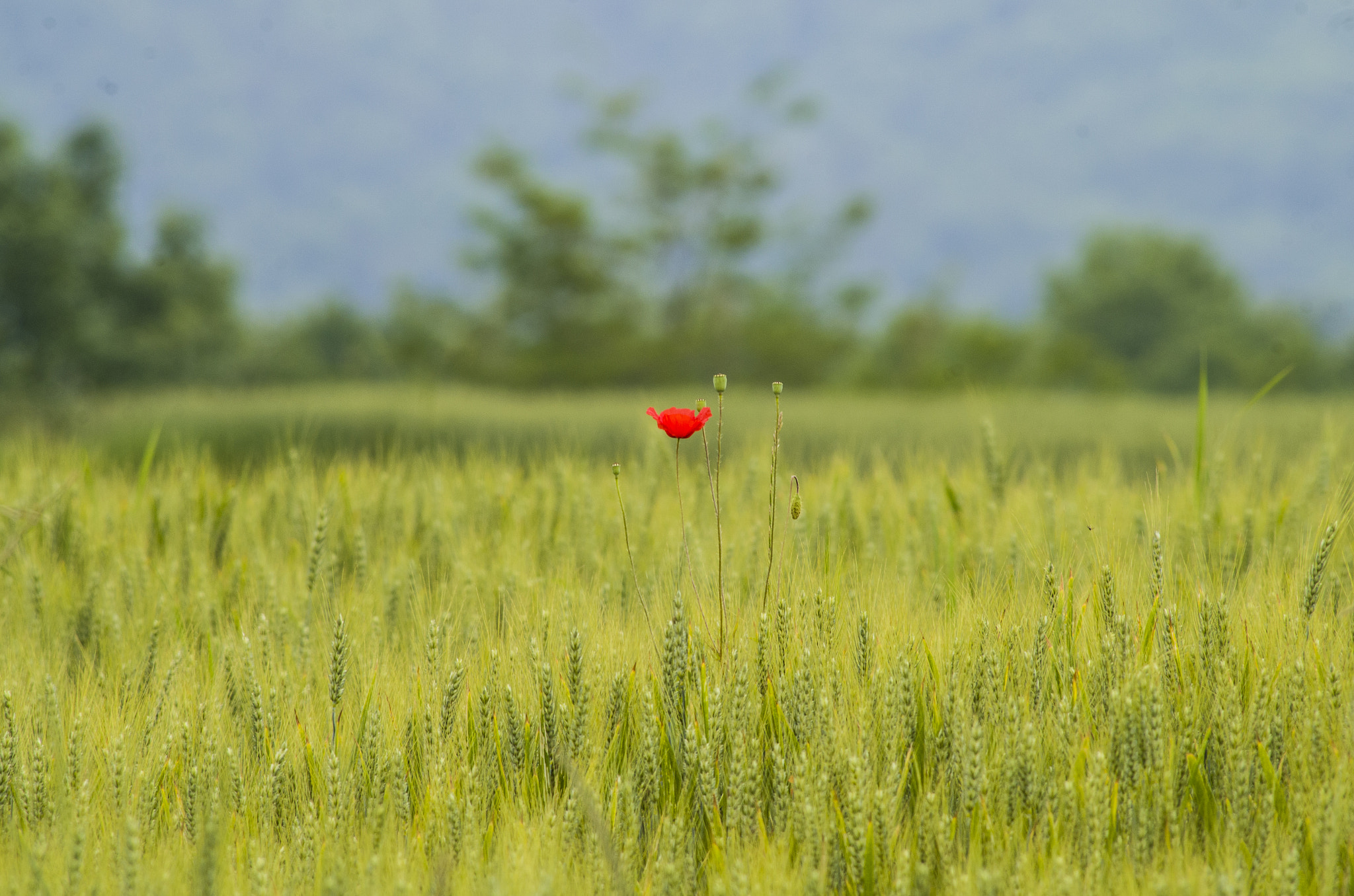 HD Pentax DA 55-300mm F4.0-5.8 ED WR sample photo. Poppy photography