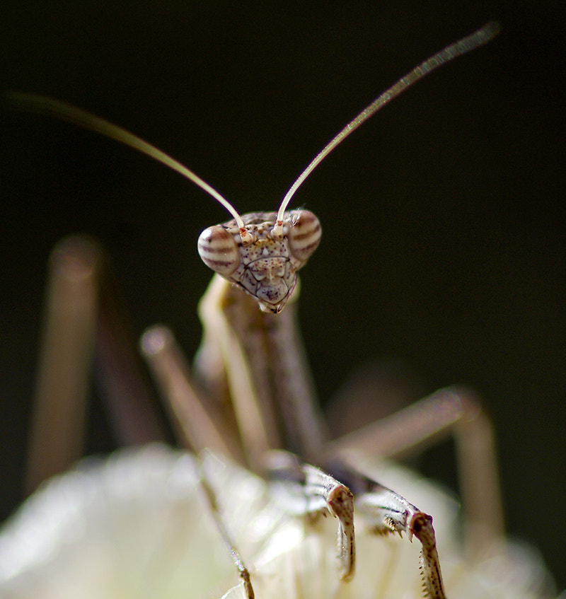 Pentax K20D sample photo. Mantis photography