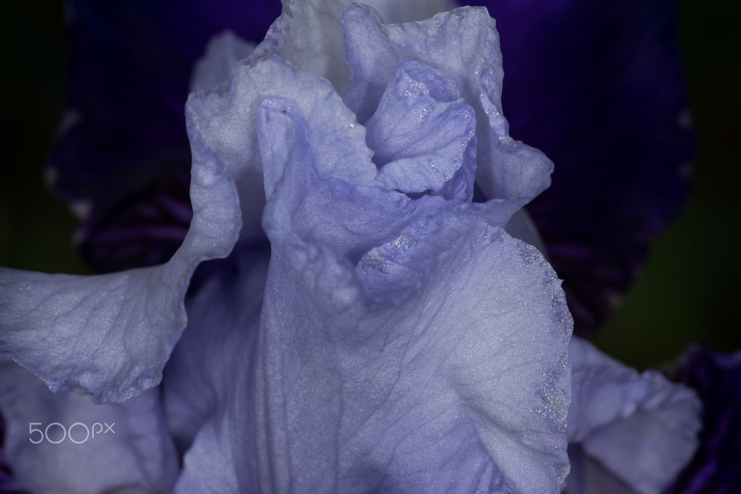 Canon EF 180mm F3.5L Macro USM sample photo. Iris photography
