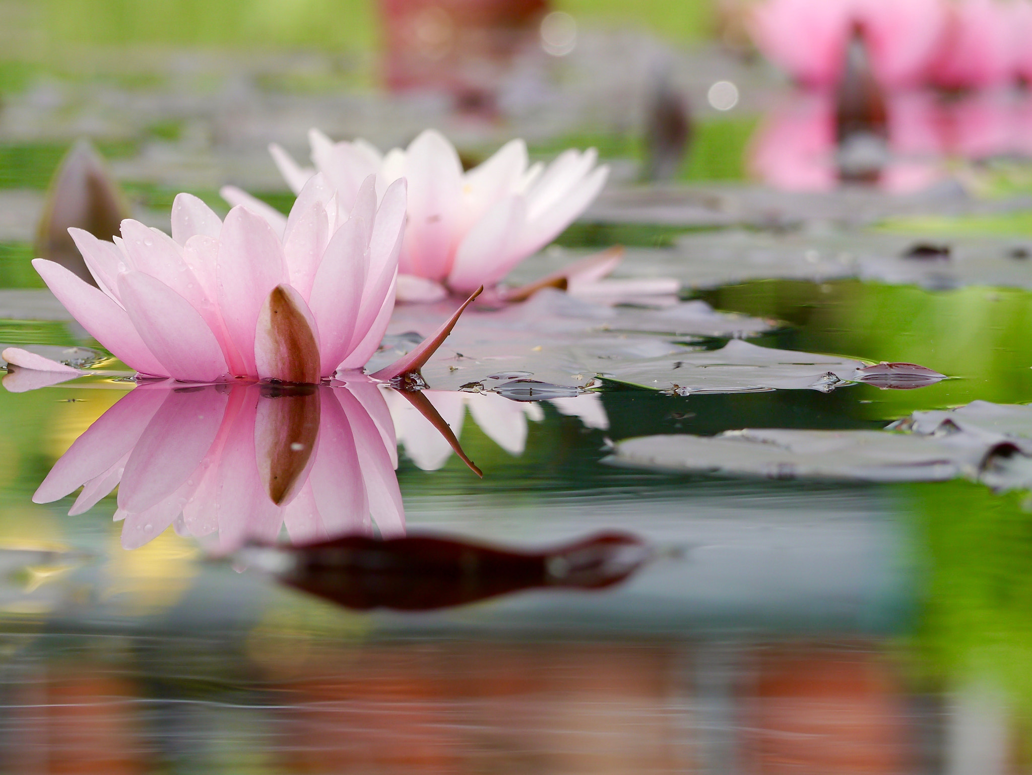 Panasonic Lumix DMC-G3 + Panasonic Lumix G Vario 45-200mm F4-5.6 OIS sample photo. Water lilly reflexion photography