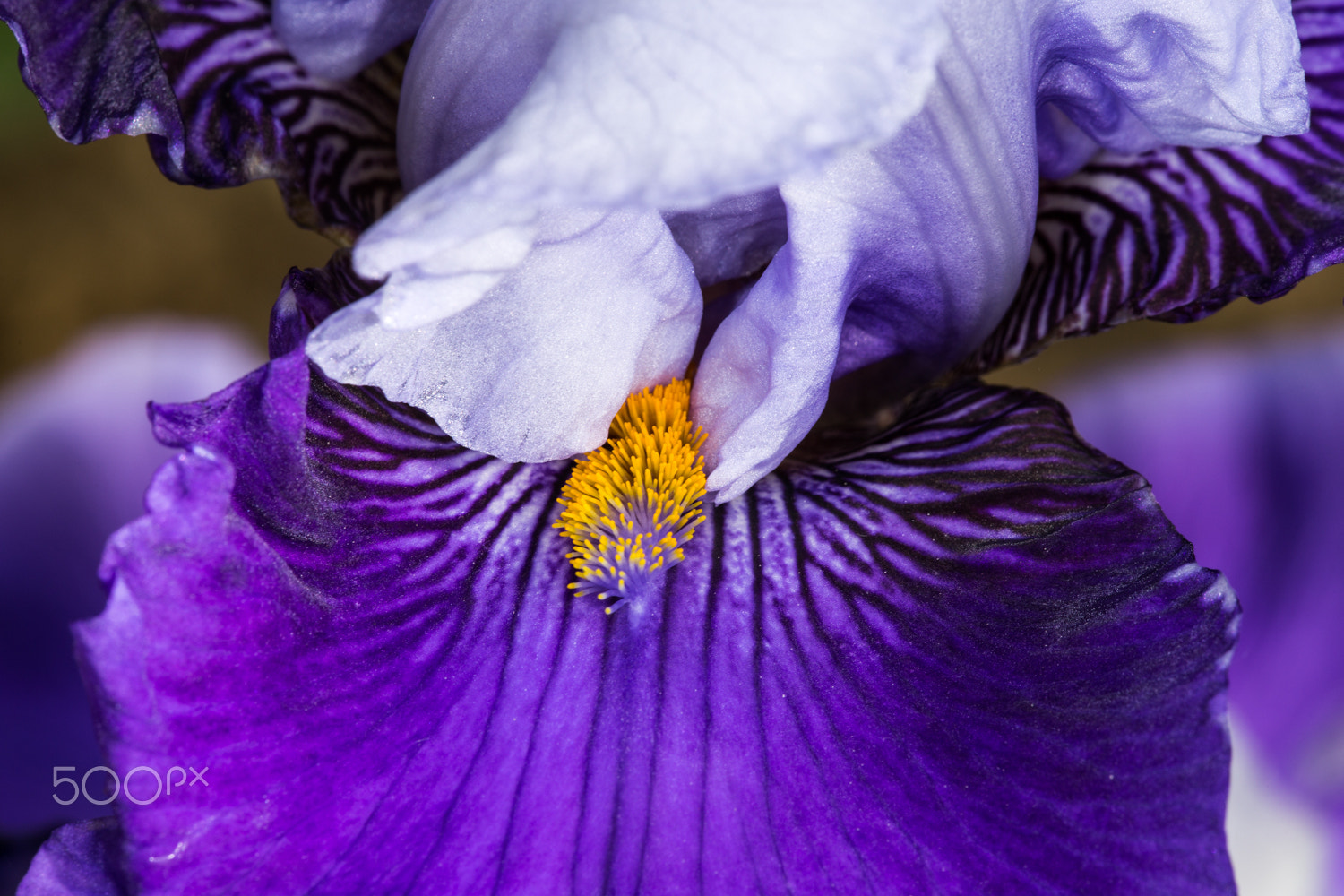 Canon EF 180mm F3.5L Macro USM sample photo. Iris photography