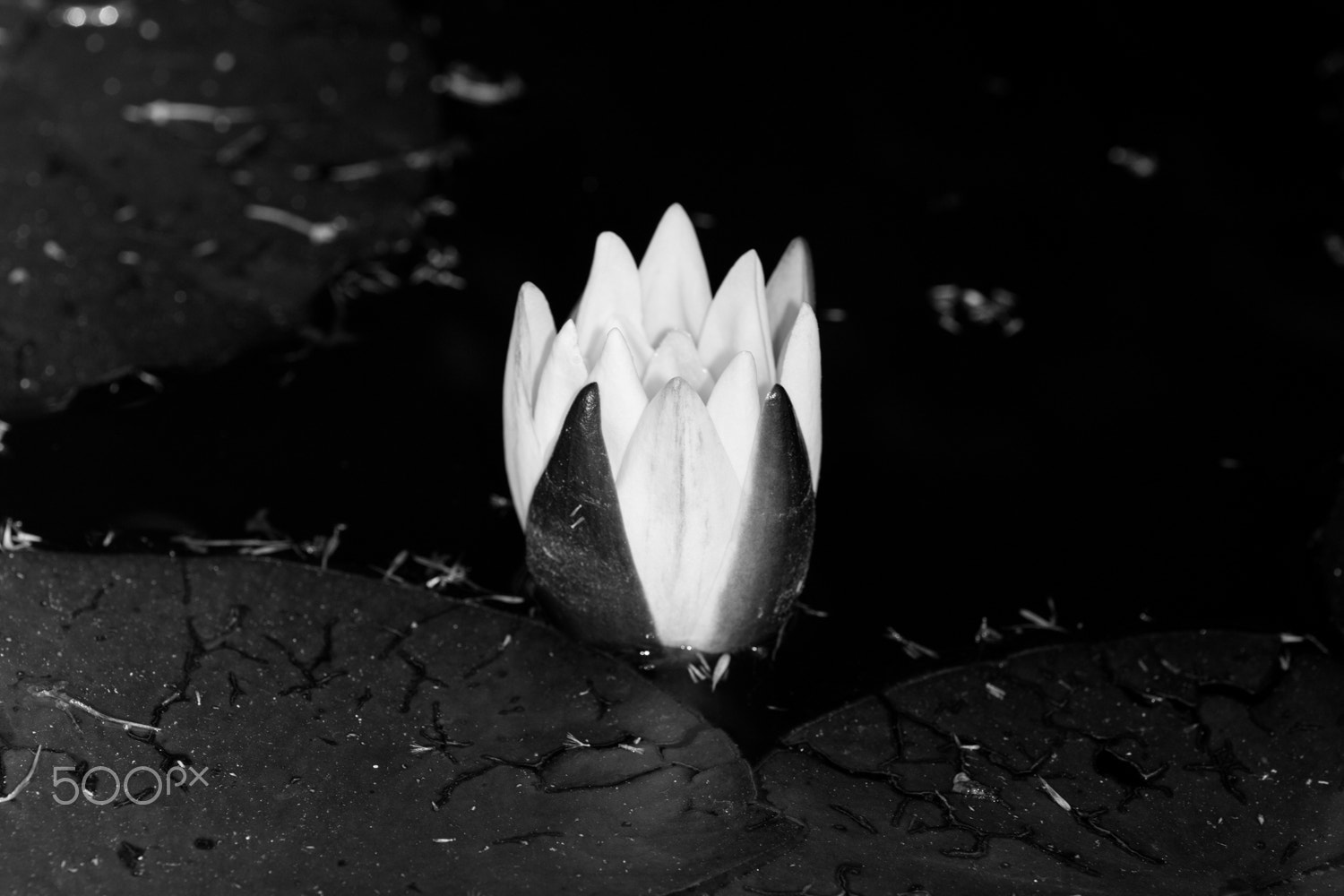 Canon EF 180mm F3.5L Macro USM sample photo. Lotus photography