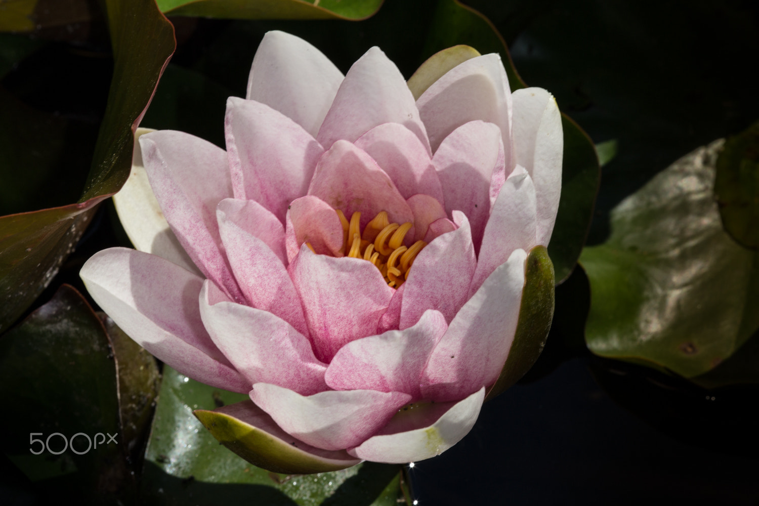 Canon EF 180mm F3.5L Macro USM sample photo. Lotus flower photography