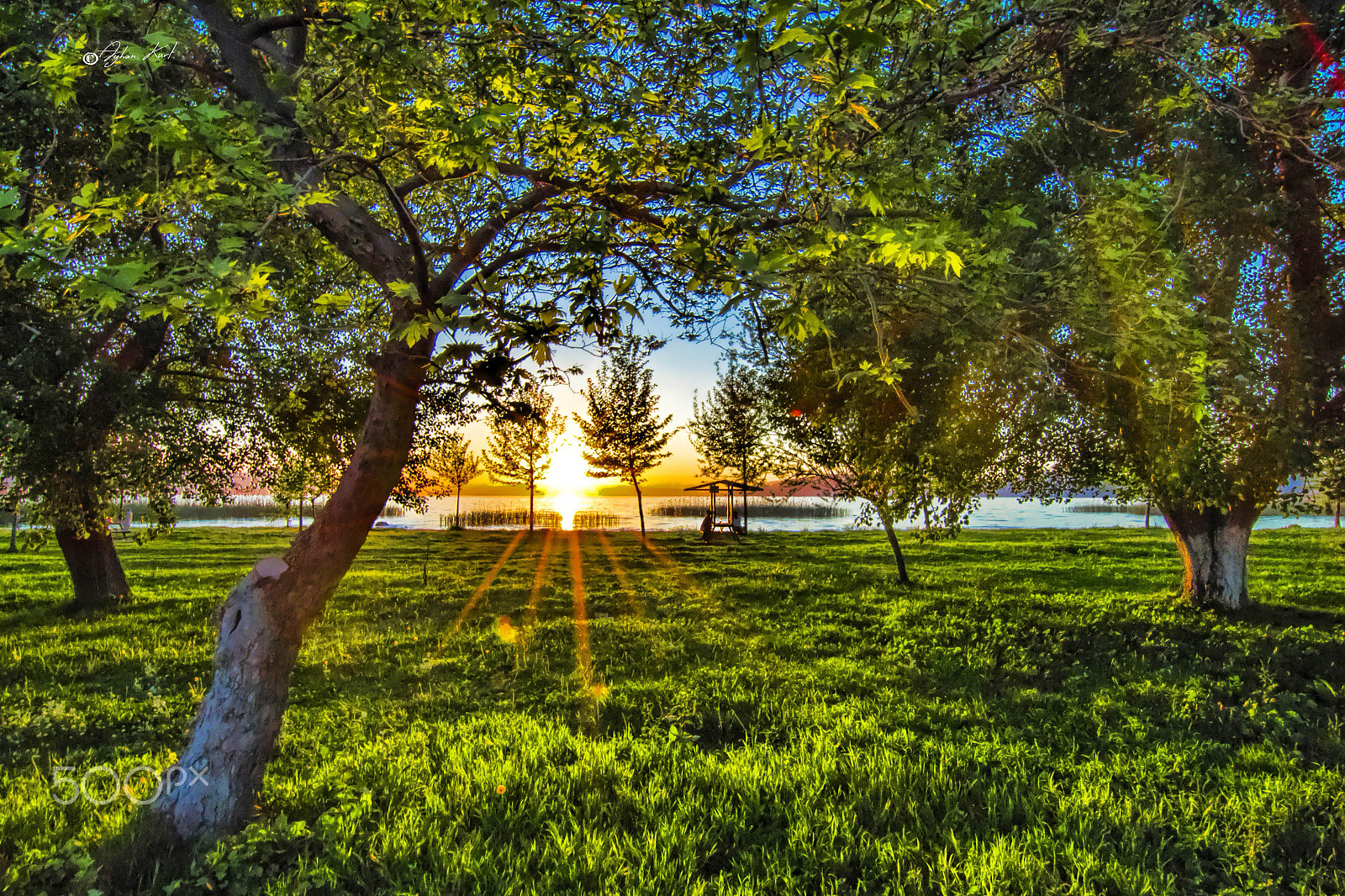 Canon EOS 650D (EOS Rebel T4i / EOS Kiss X6i) sample photo. Trees and sunset photography