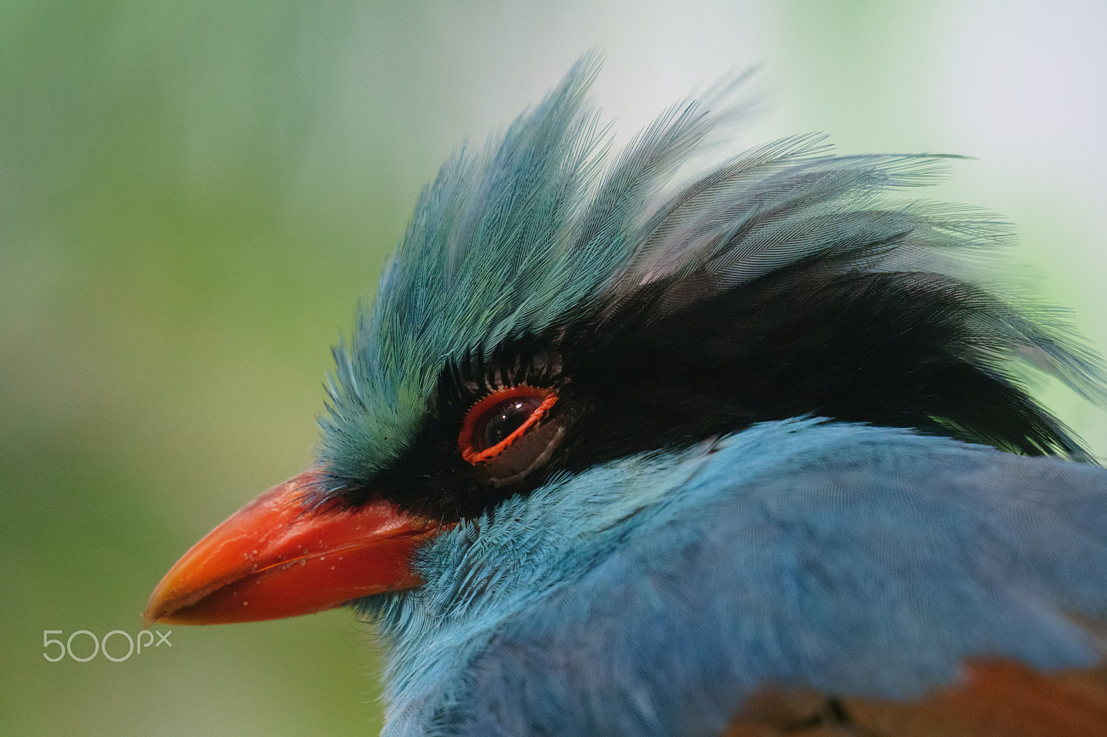 Sony FE 70-300mm F4.5-5.6 G OSS sample photo. Green magpie photography
