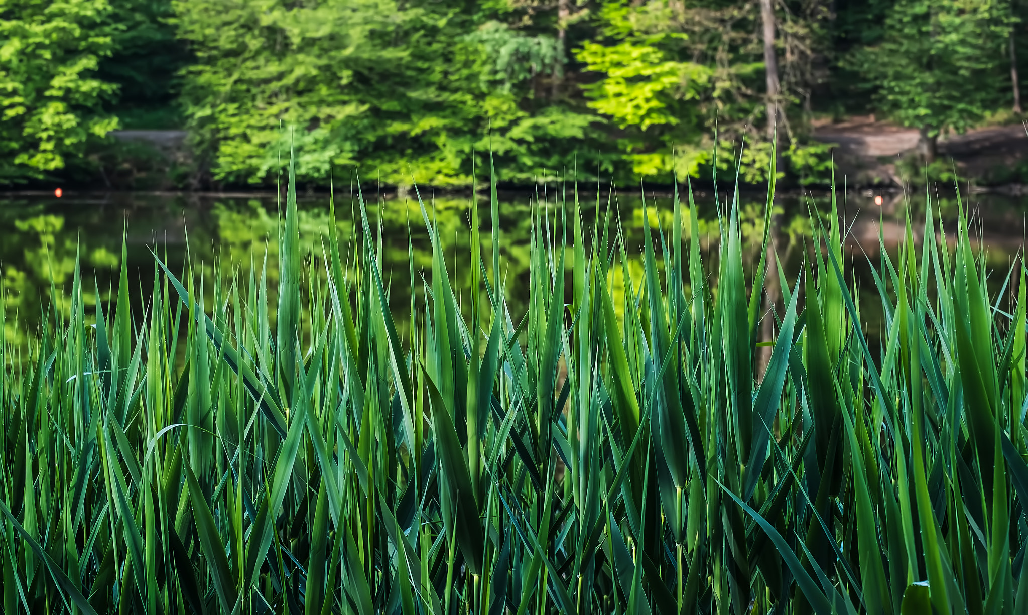 Fujifilm X-E1 + Fujifilm XC 50-230mm F4.5-6.7 OIS sample photo. Thalersee #2 photography