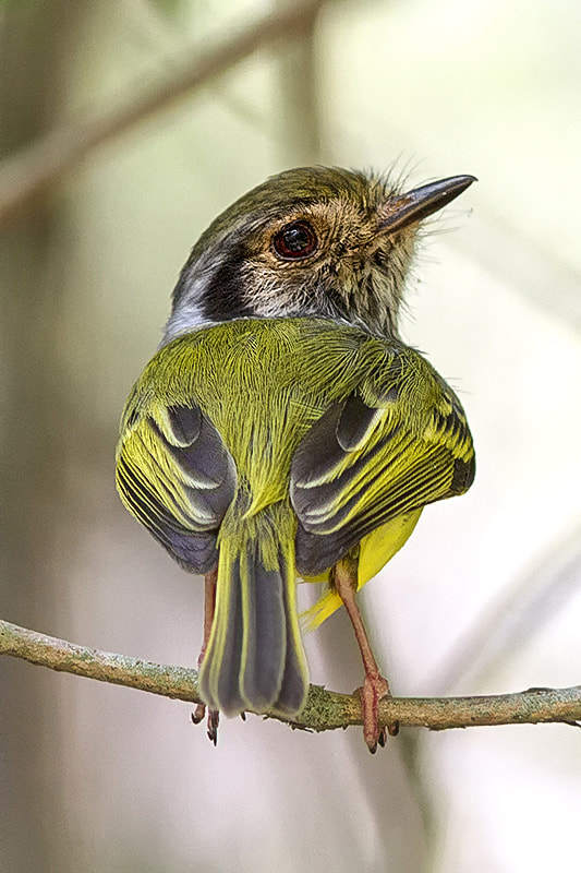 Canon EF 300mm F4L IS USM sample photo. Eared pygmy-tyrant photography
