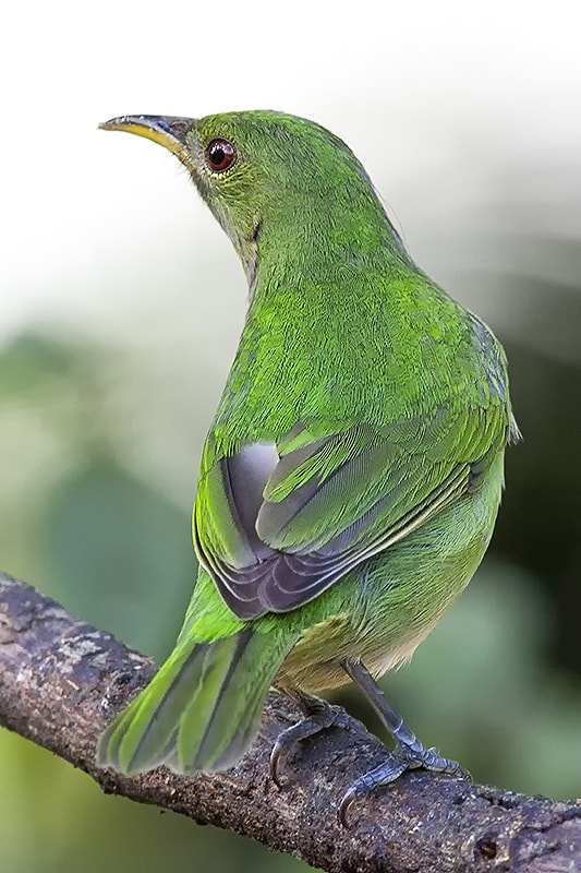 Canon EF 300mm F4L IS USM sample photo. Green honeycreeper photography