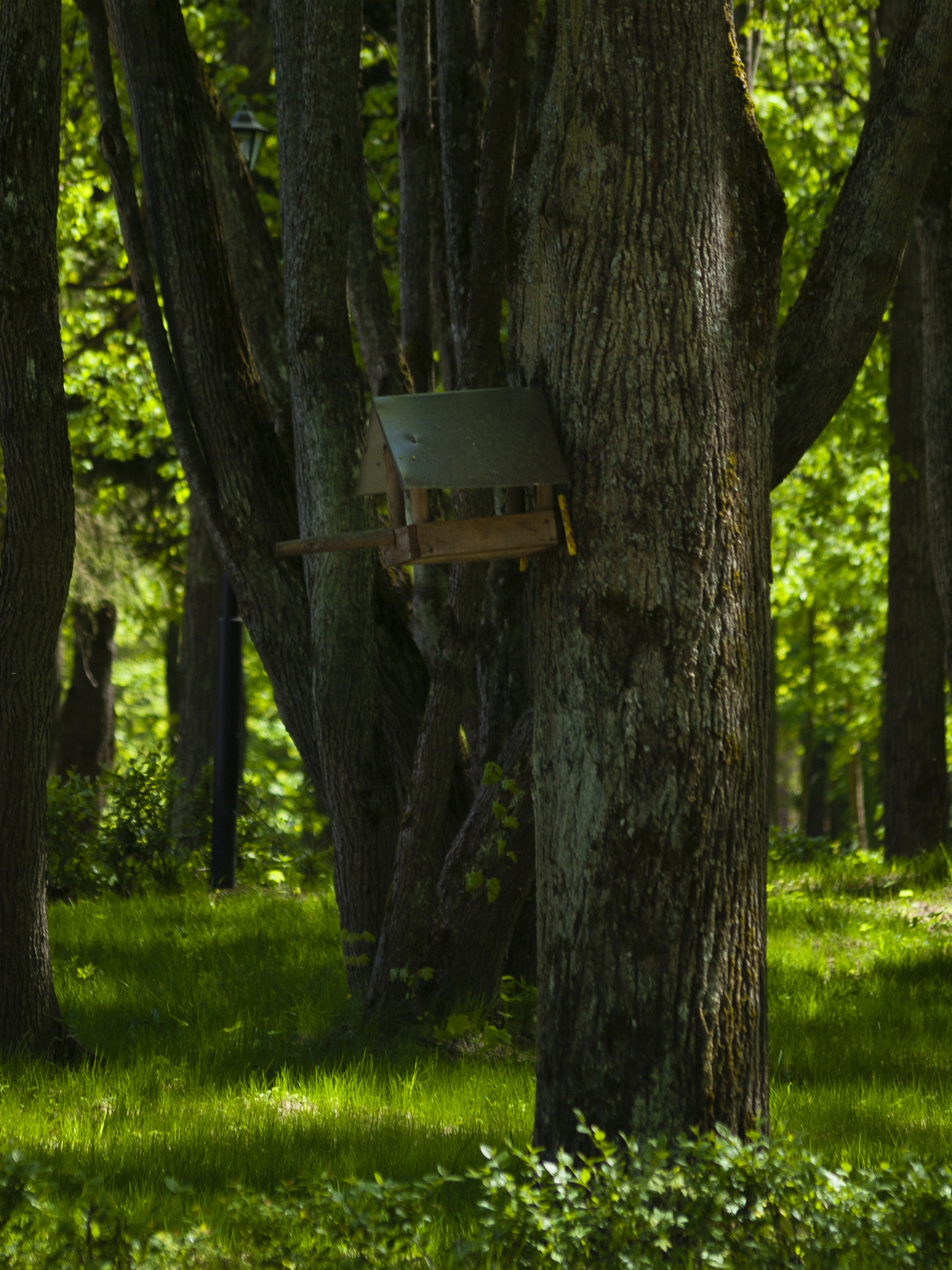 Olympus Zuiko Digital ED 70-300mm F4.0-5.6 sample photo. Inside the forest photography