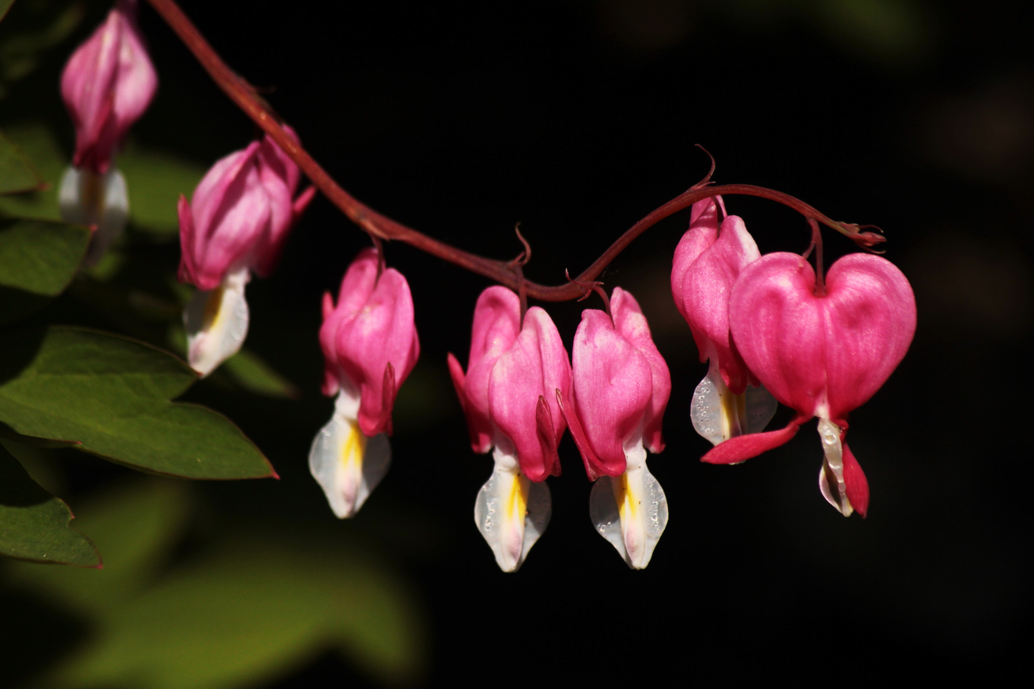Canon EF-S 55-250mm F4-5.6 IS II sample photo. To your heart's content photography