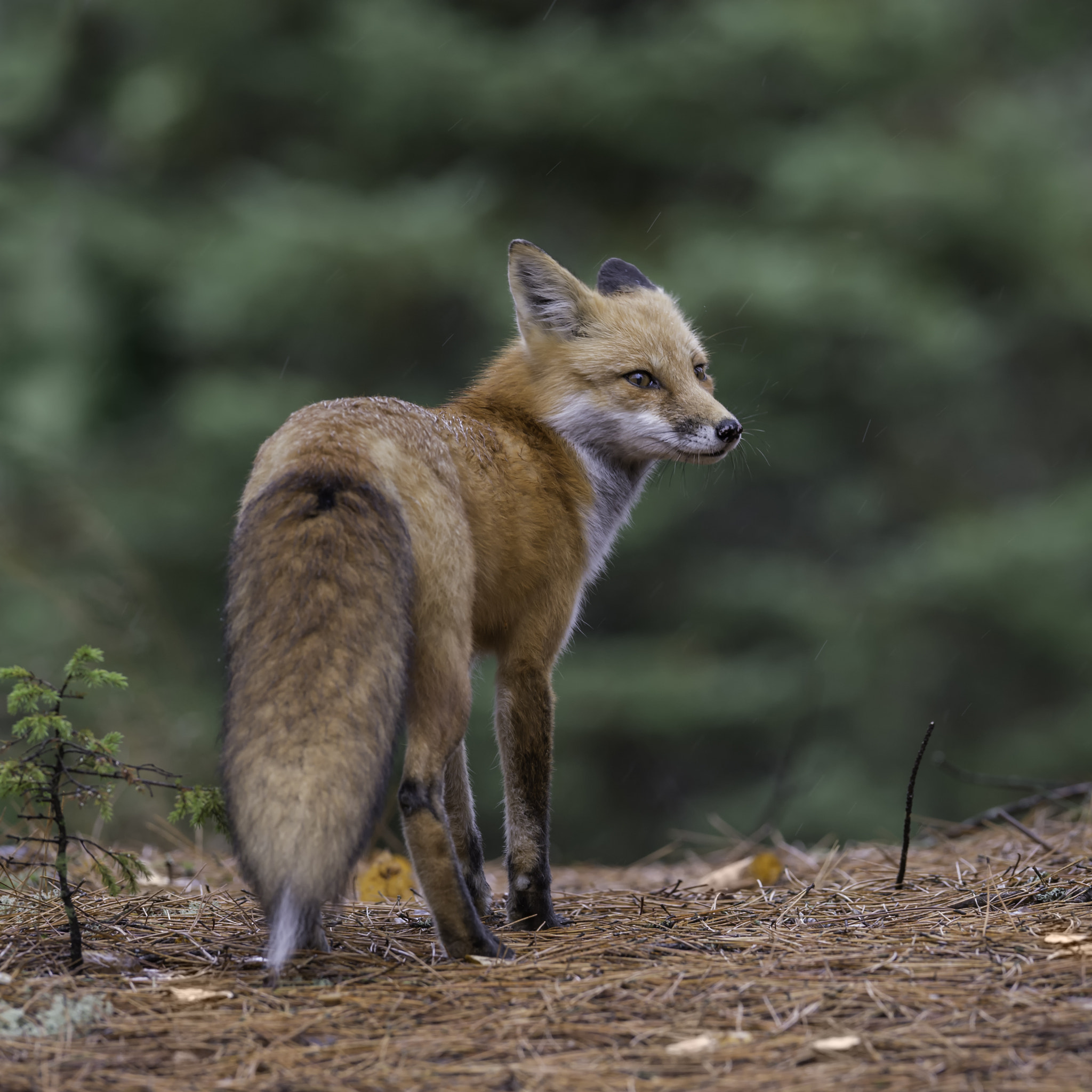 Nikon AF-S Nikkor 400mm F2.8G ED VR II sample photo. The world around... photography