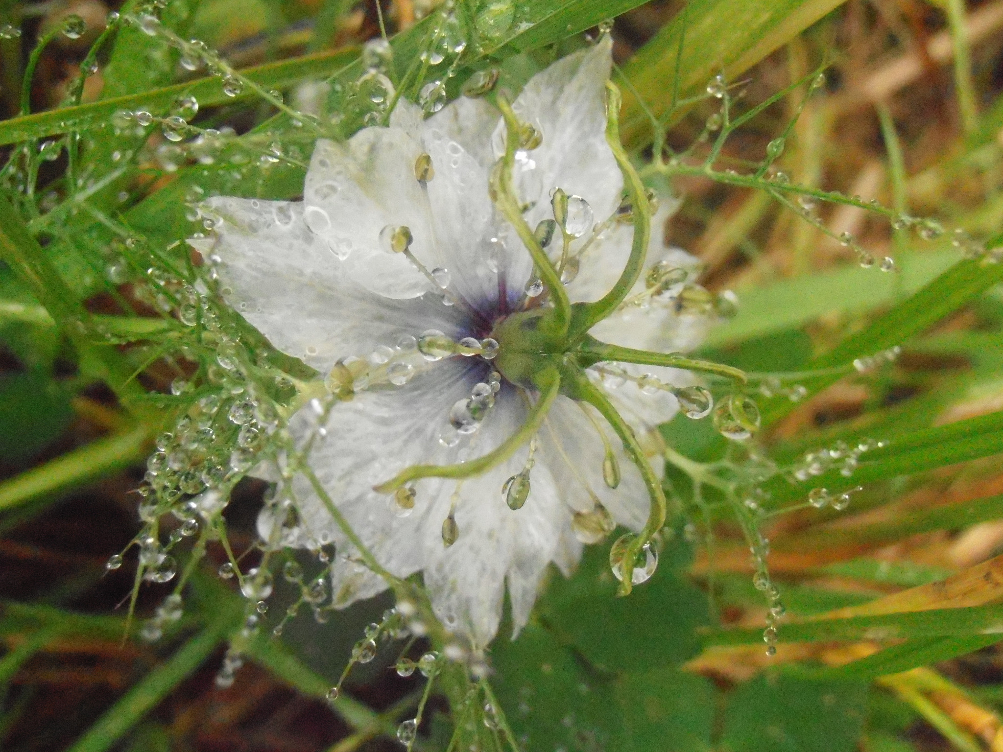 Olympus VR310,D720 sample photo. Nigelle de damas sauvage après la pluie photography