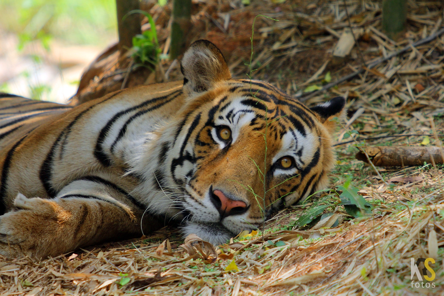 Canon EF 70-200mm F2.8L USM sample photo. Royal bengal tiger photography