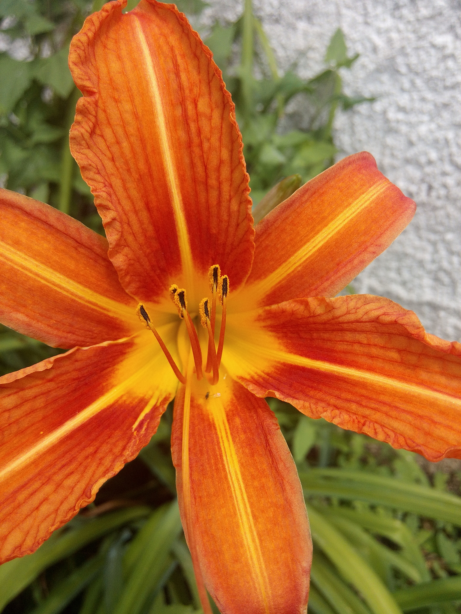 WIKO GETAWAY sample photo