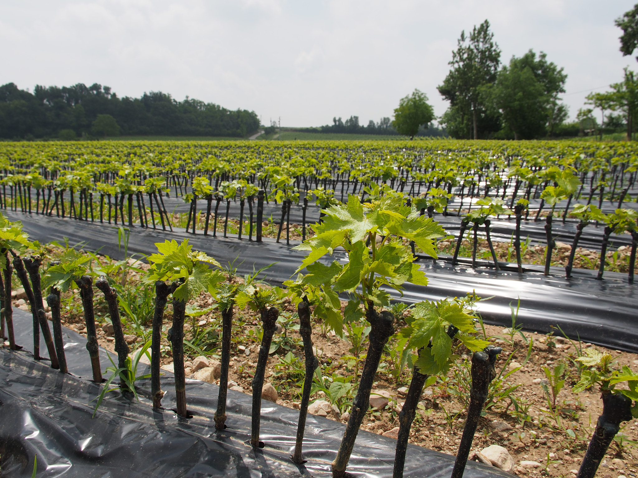 Panasonic Lumix G X Vario 12-35mm F2.8 ASPH Power OIS sample photo. Baby vineyards photography