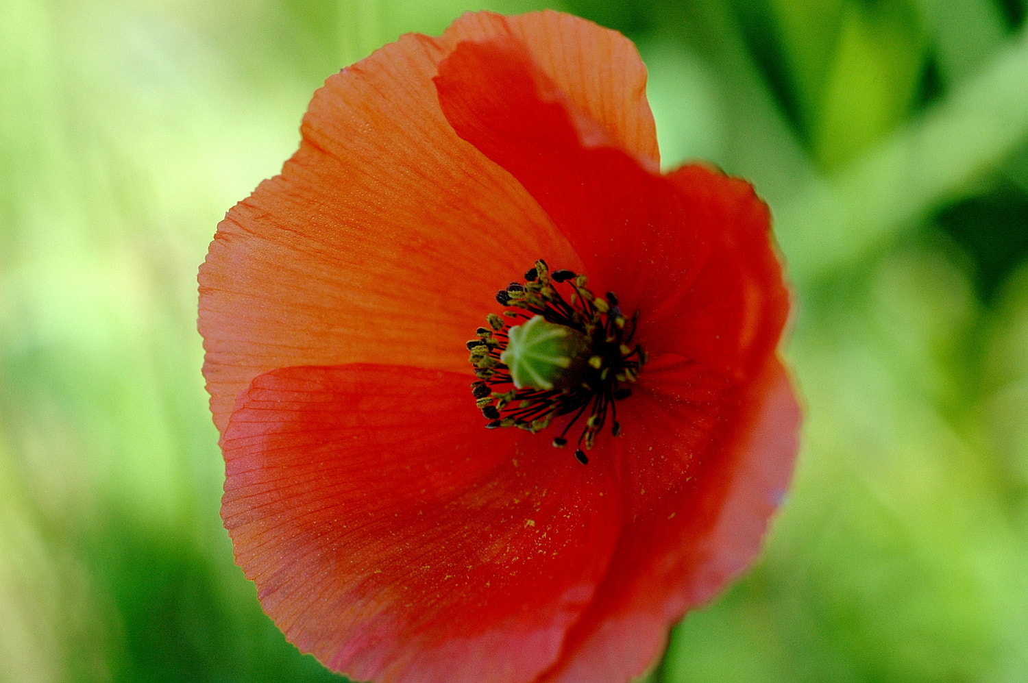Nikon D70s + Sigma Macro 90mm F2.8 sample photo. A photography