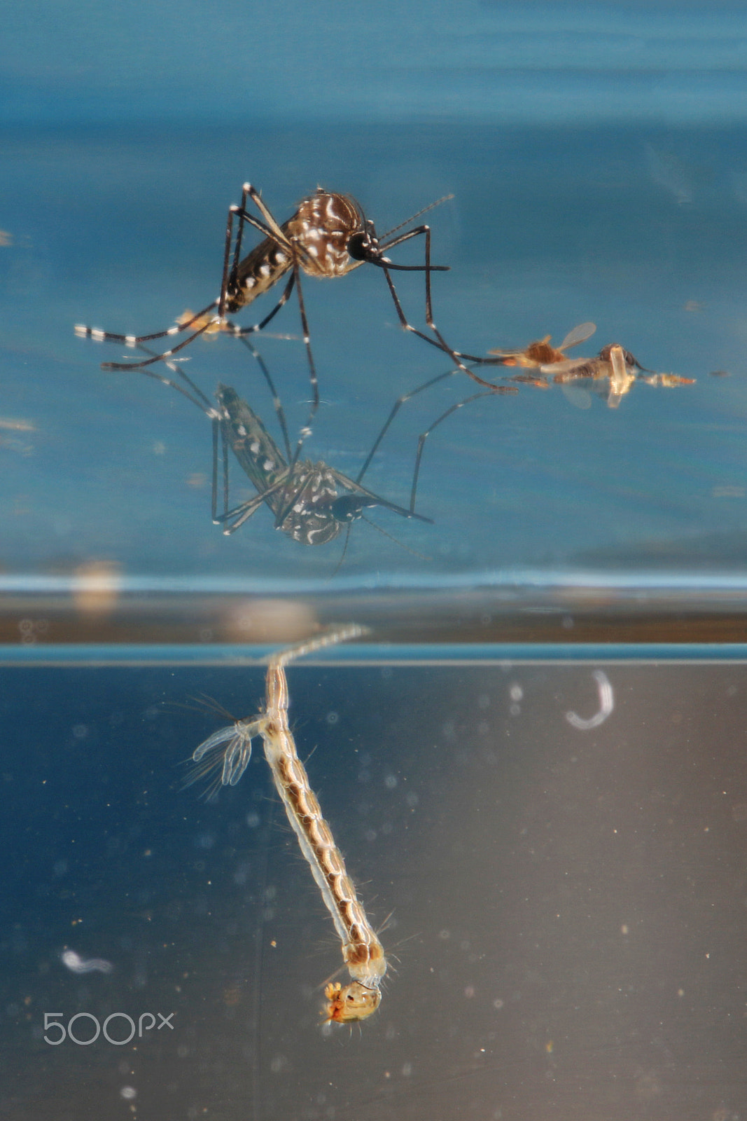 Canon EF 180mm F3.5L Macro USM sample photo. Moaquito life photography
