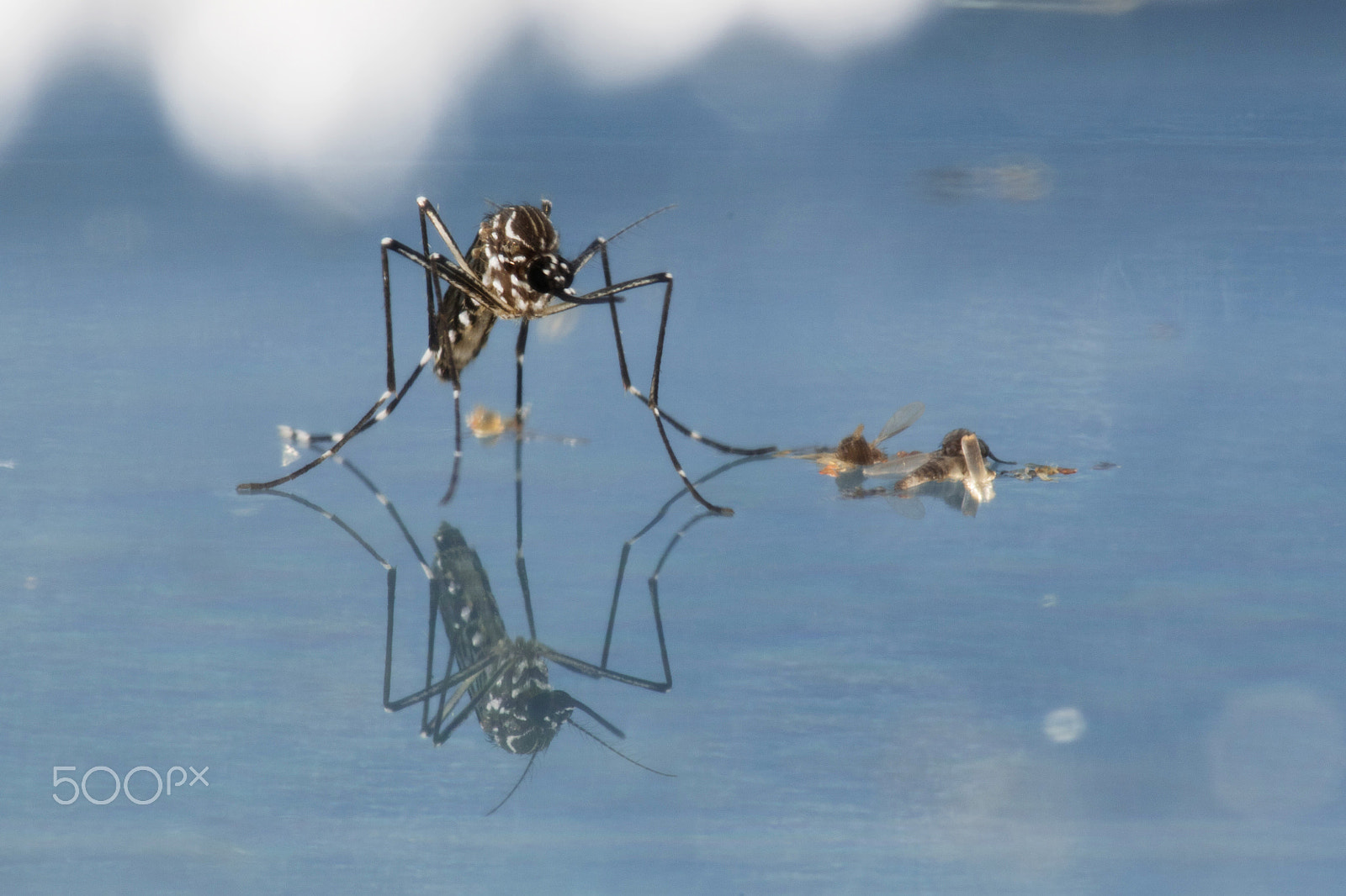 Canon EF 180mm F3.5L Macro USM sample photo. Mosquito_new world photography