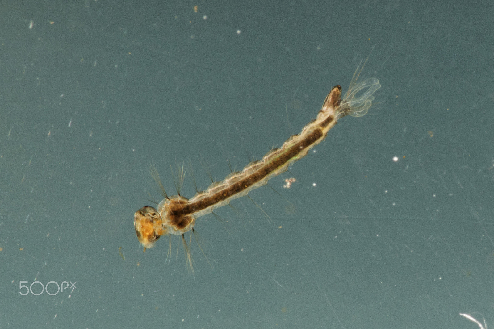 Canon EF 180mm F3.5L Macro USM sample photo. Mosquito larvae photography