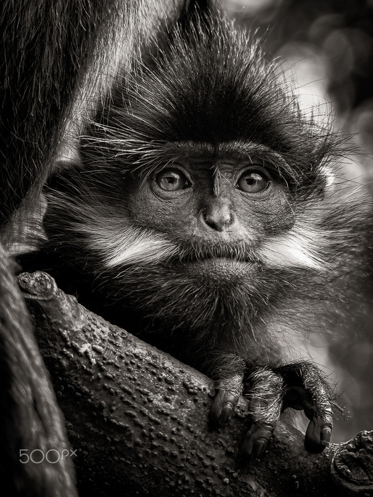 Olympus OM-D E-M10 II sample photo. Is it time for my closeup? photography