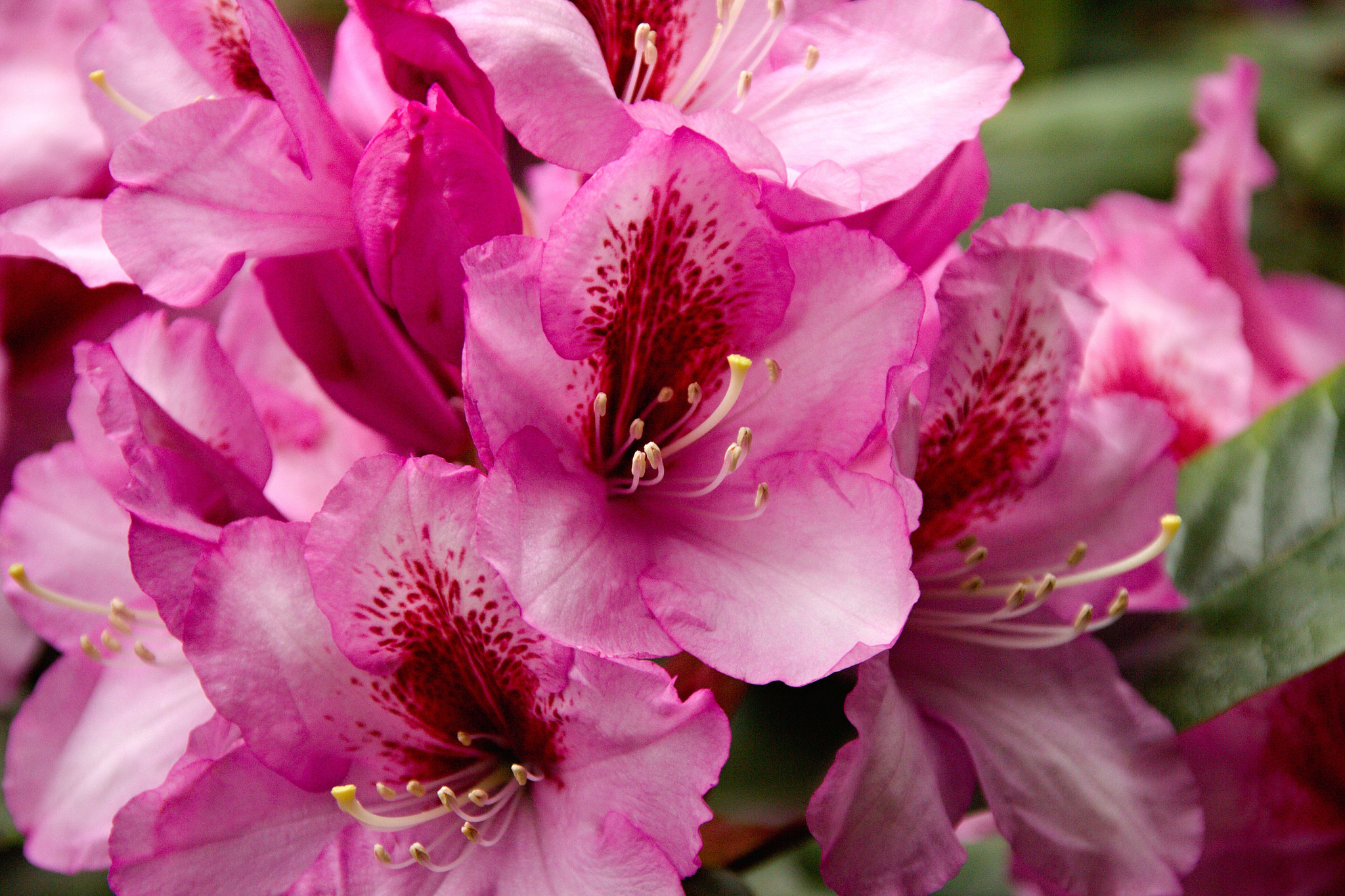 Canon EOS 600D (Rebel EOS T3i / EOS Kiss X5) + Sigma 18-125mm F3.8-5.6 DC OS HSM sample photo. Pink rhododendron photography