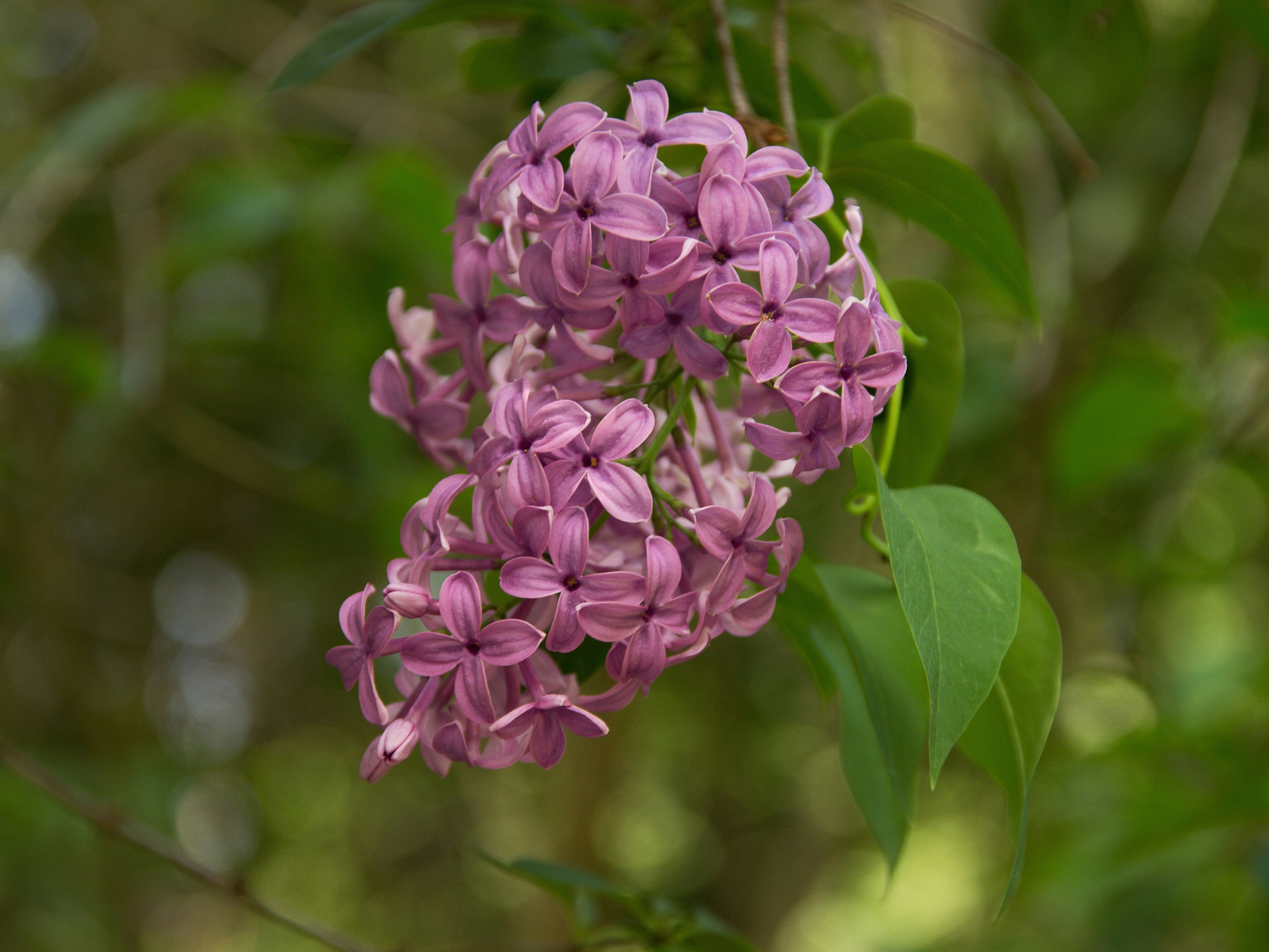 Canon EOS 600D (Rebel EOS T3i / EOS Kiss X5) + Sigma 18-125mm F3.8-5.6 DC OS HSM sample photo. Pink lilac photography