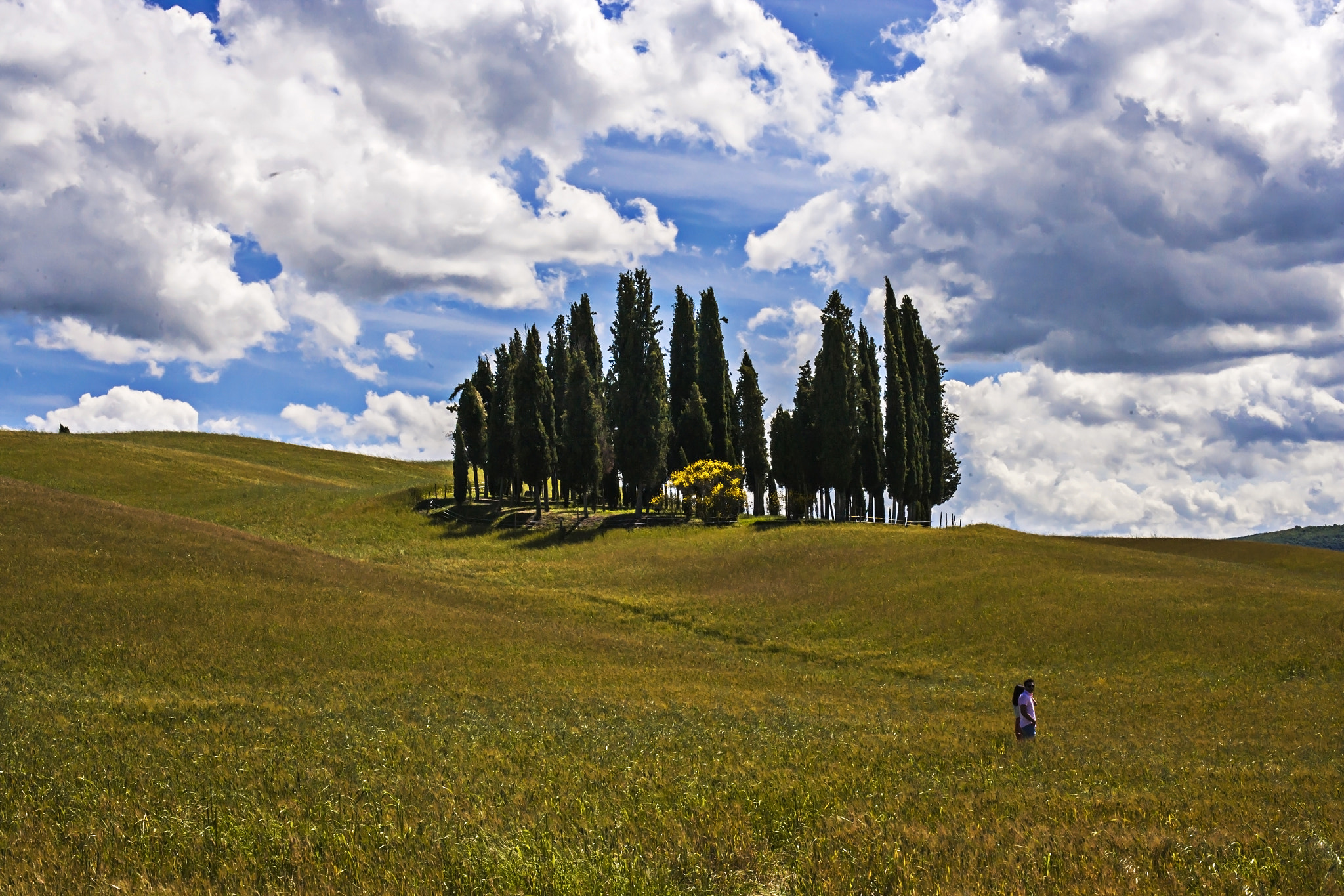 Canon EOS-1Ds Mark II + Canon EF 50mm F1.4 USM sample photo. Val d'orcia - toscana photography