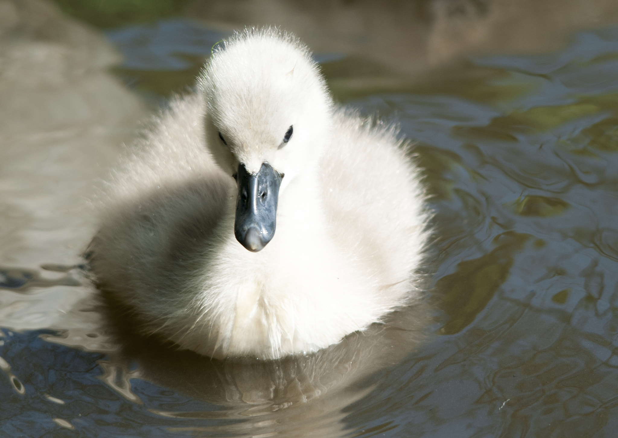Sigma 150-500mm F5-6.3 DG OS HSM sample photo. Cutie photography