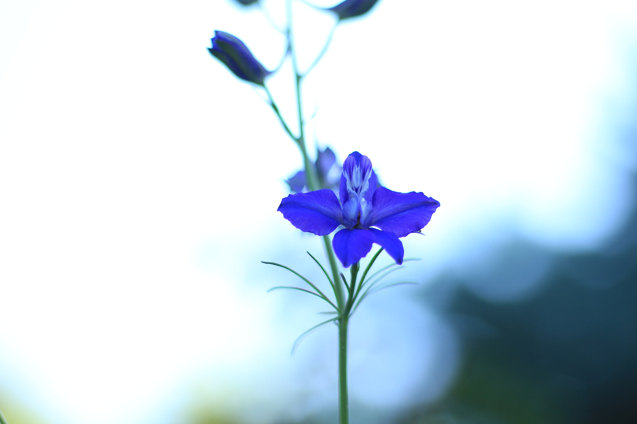 Canon EOS M sample photo. Flowers photography