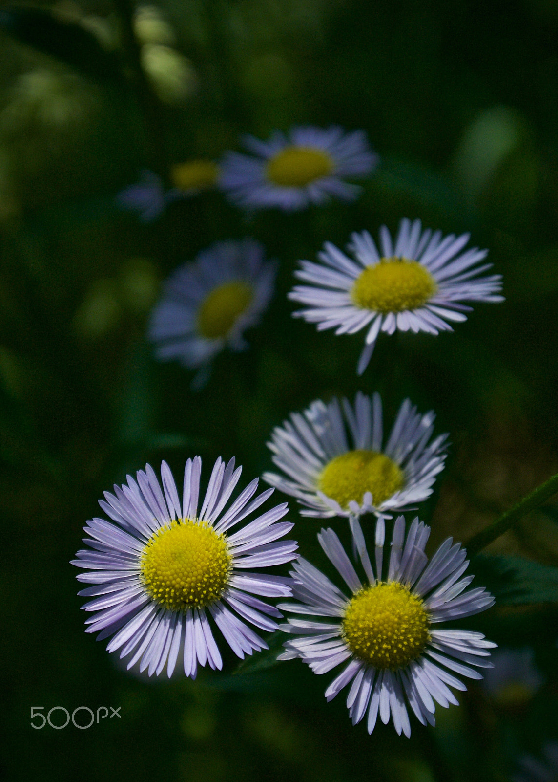 Nikon 1 J2 sample photo. Weeds... photography