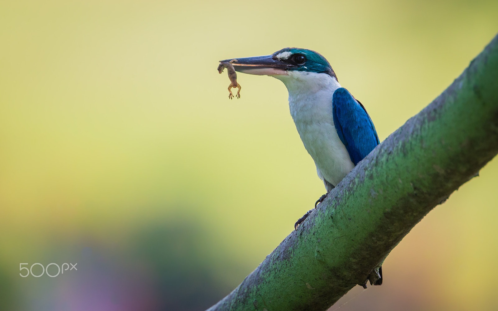 Canon EF 400mm F4 DO IS II USM sample photo. Collared kingfisher photography