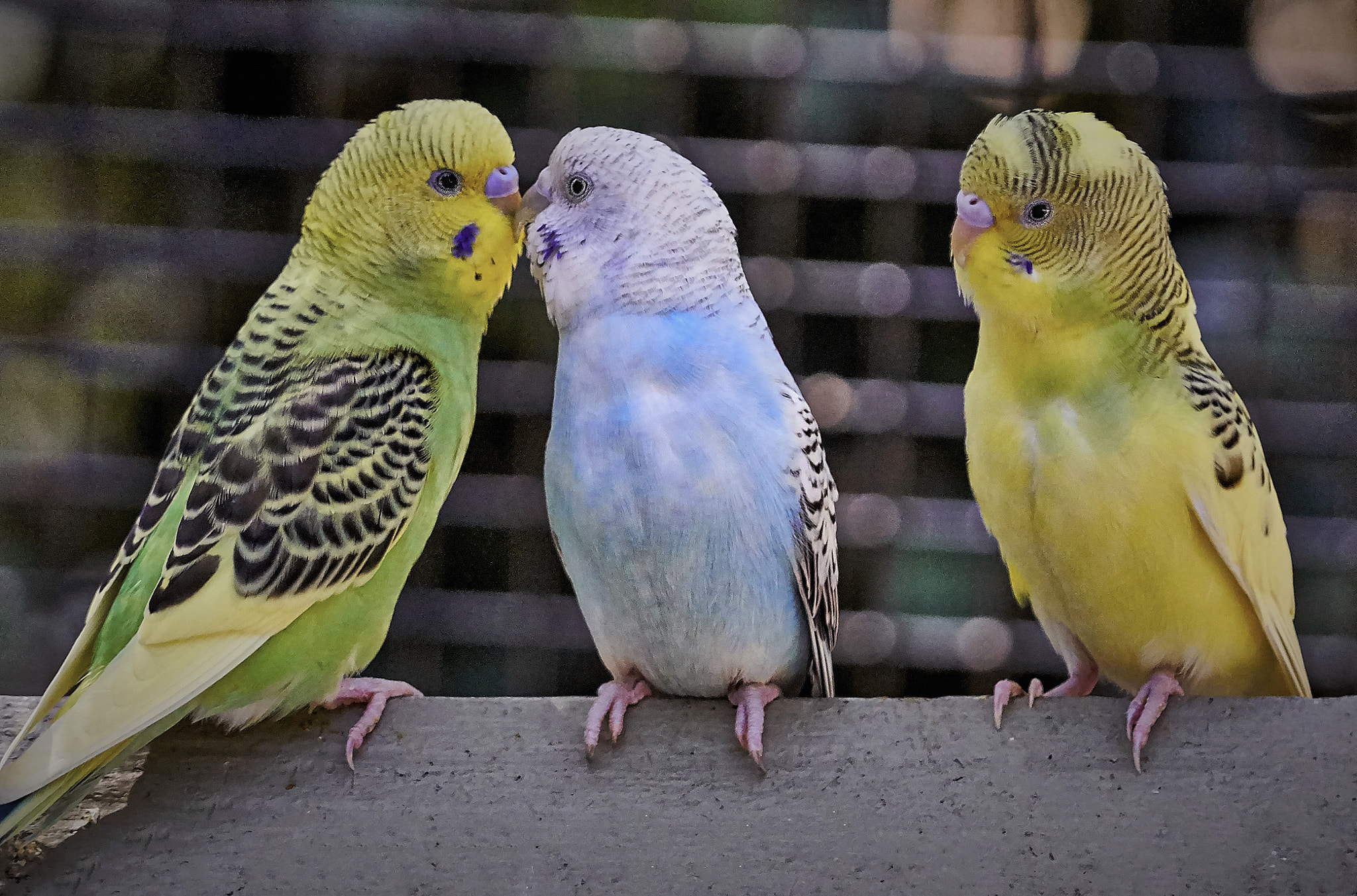Sony a6300 + Sony FE 70-200mm F4 G OSS sample photo. Budgerigar photography