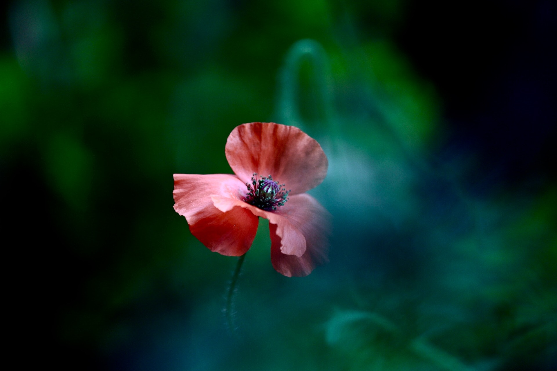 Canon EF 70-200mm F4L IS USM sample photo. Poppy photography