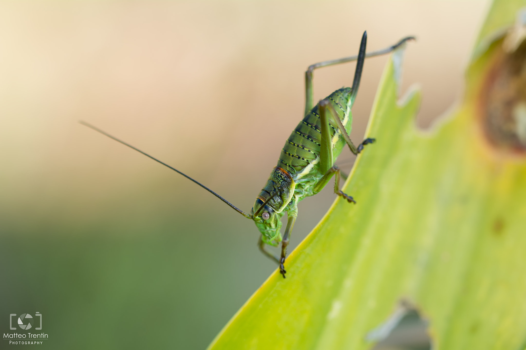 Sigma 150mm F2.8 EX DG OS Macro HSM sample photo. Px photography