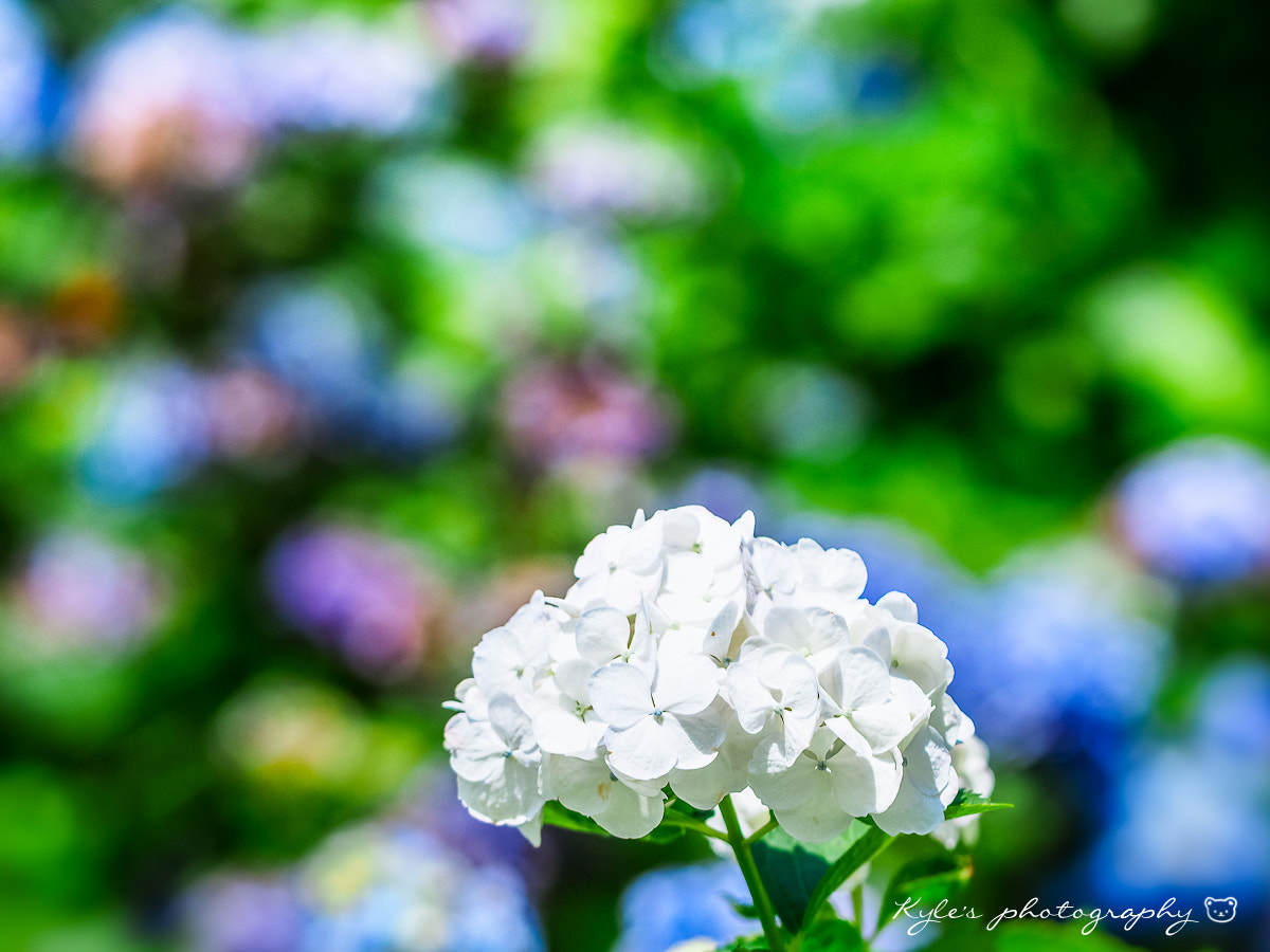 Olympus OM-D E-M1 + Sigma 150mm F2.8 EX DG Macro HSM sample photo. 繡球花 photography