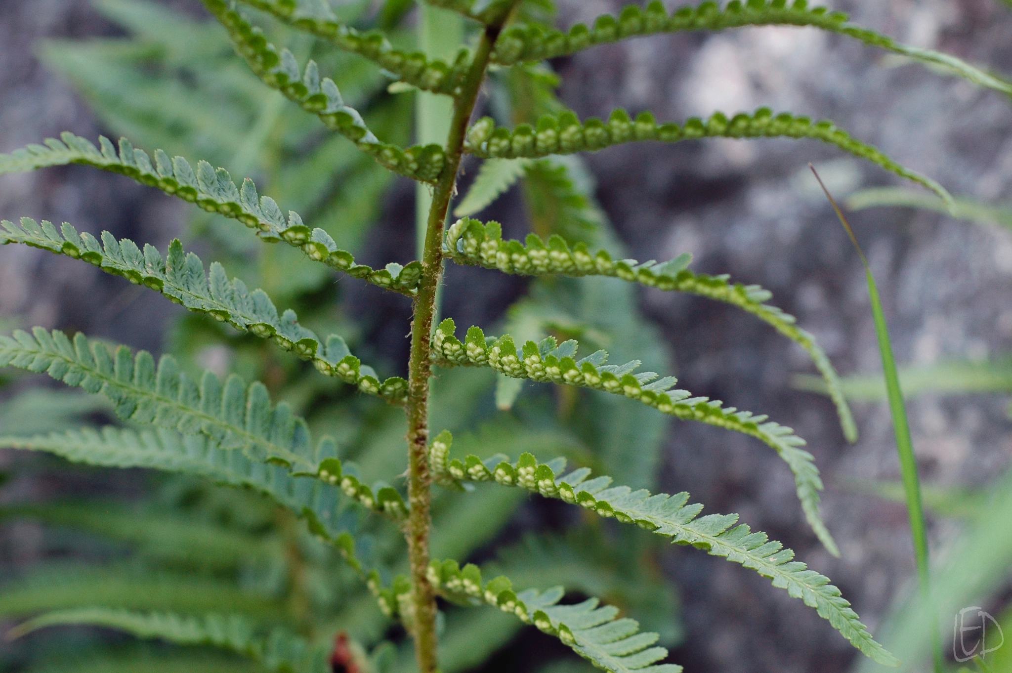 Nikon D70s sample photo. Fern's spores photography