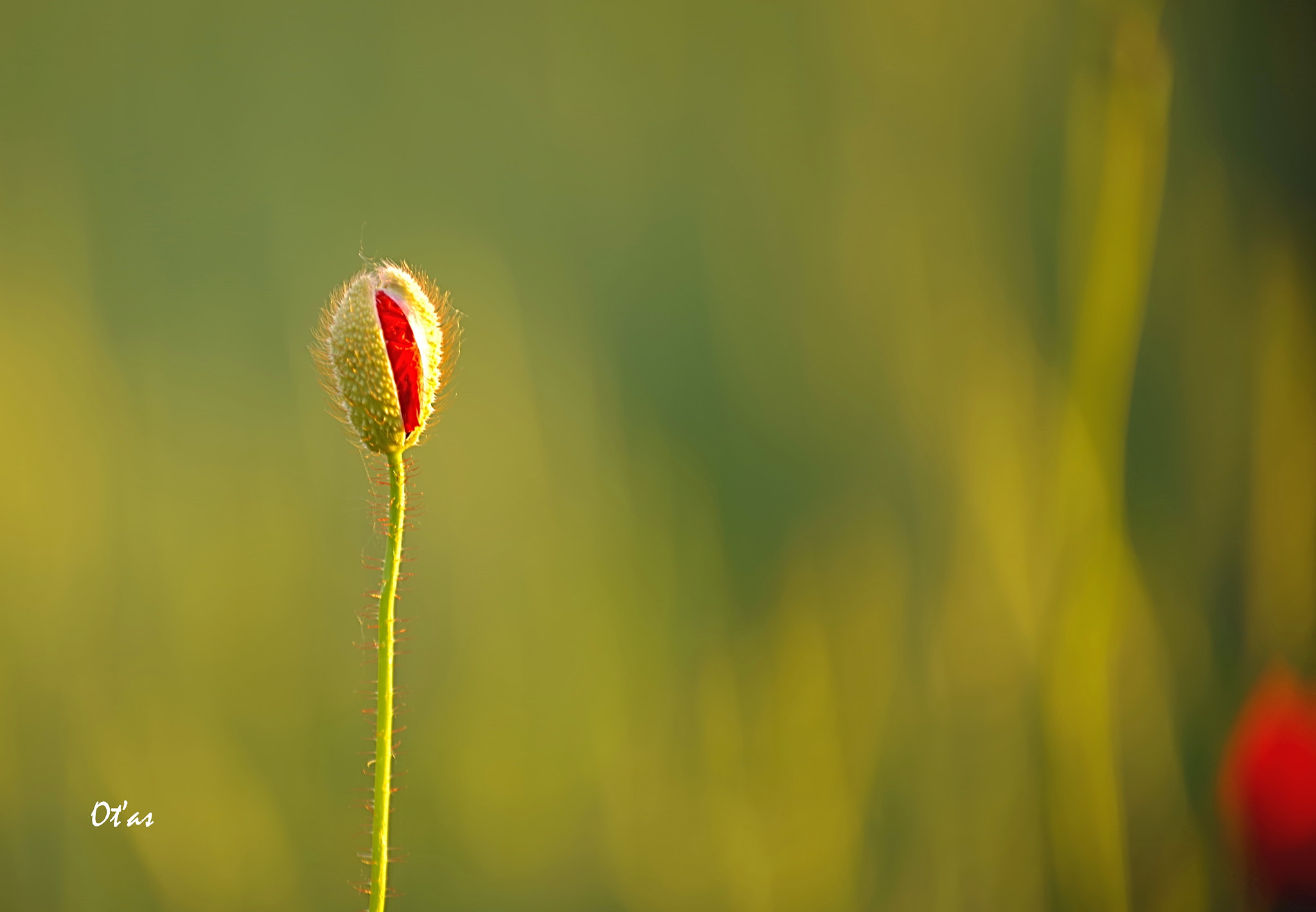 Pentax K-1 sample photo. In the evening iii photography