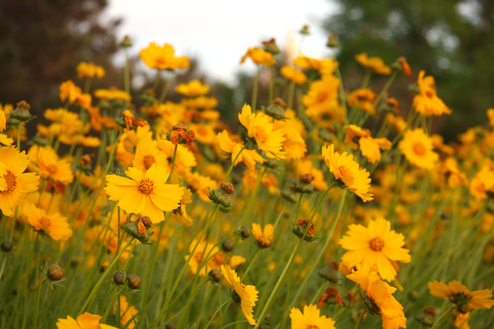 Canon EF-S 17-85mm F4-5.6 IS USM sample photo. Feel the season photography
