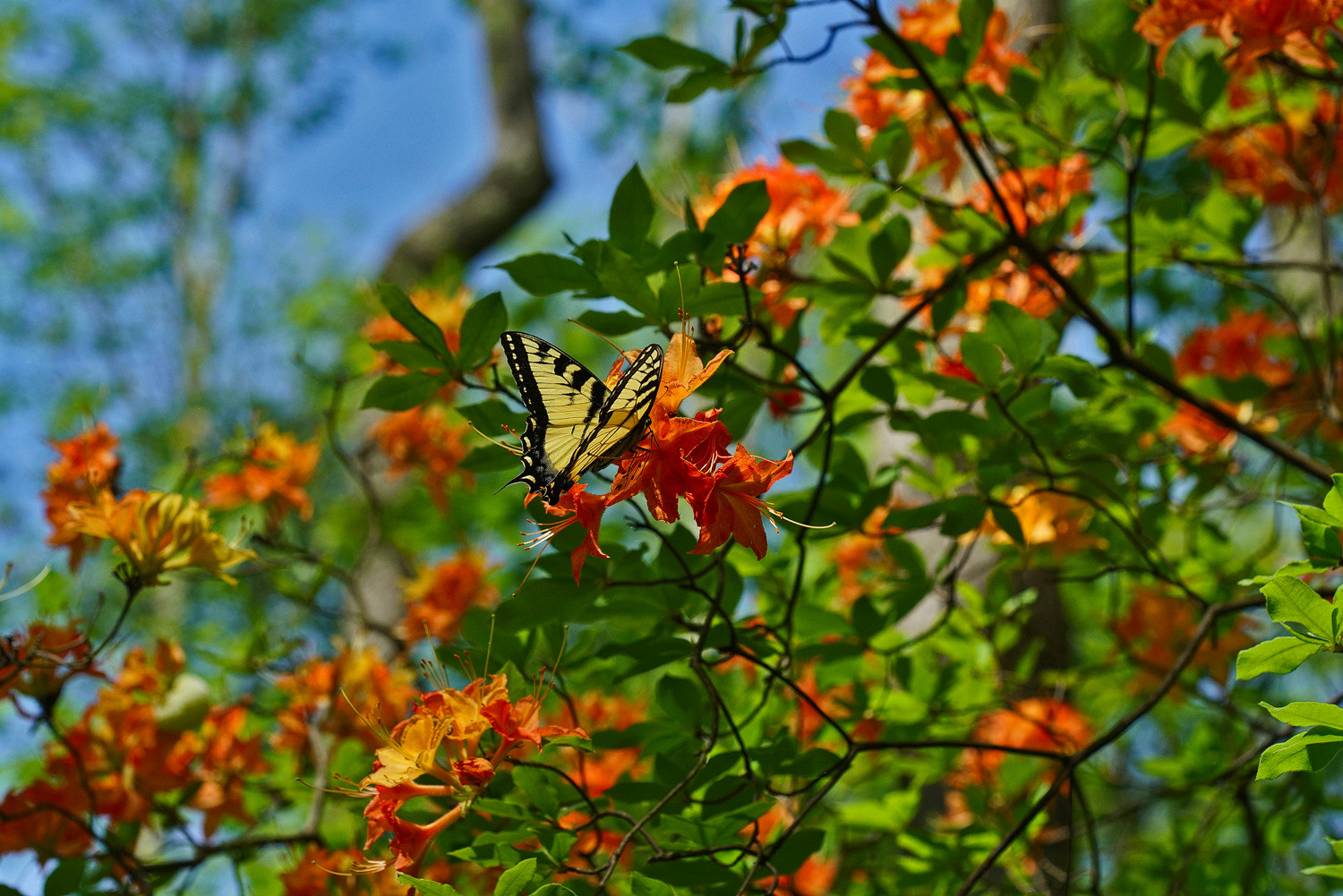 Sony a7R II + 100mm F2.8 SSM sample photo. Swallowtail and azalea. photography