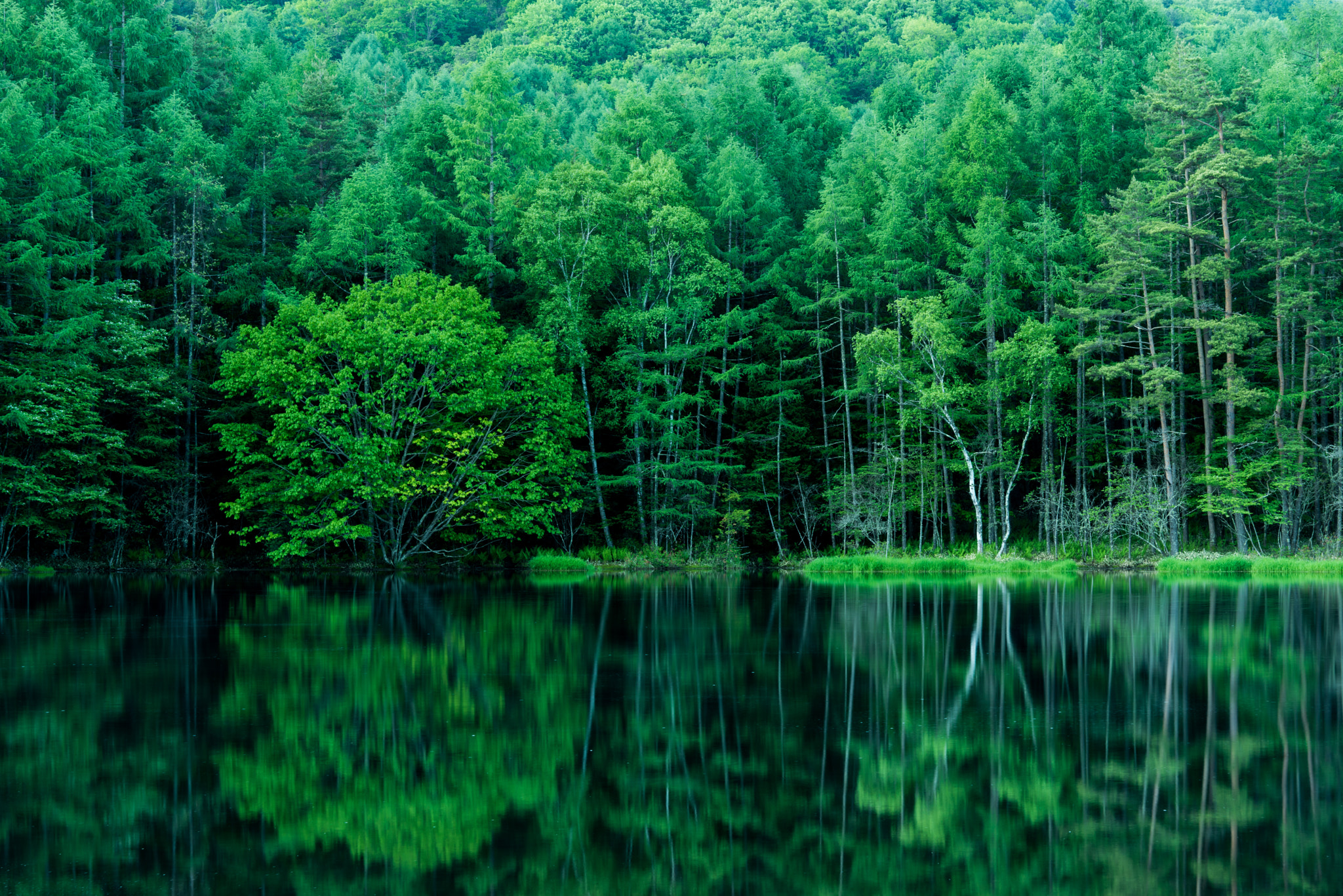 Sony a7R sample photo. Deep green op.2 photography