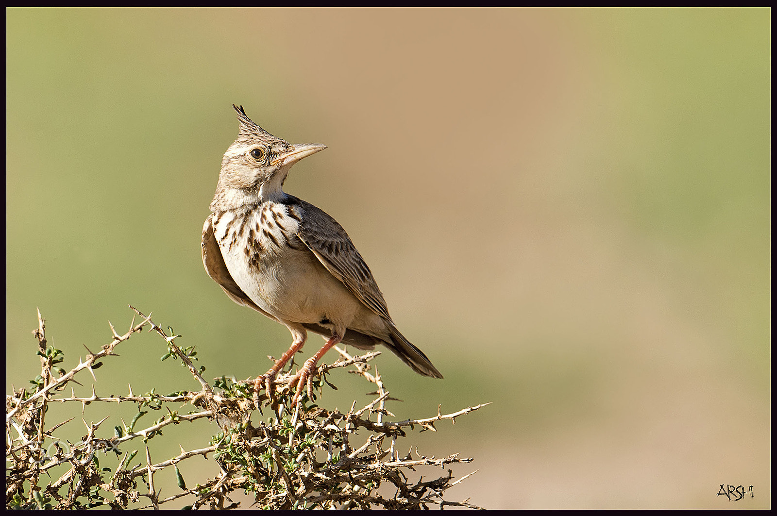 Nikon AF-S Nikkor 600mm F4E FL ED VR sample photo. Crested lark photography