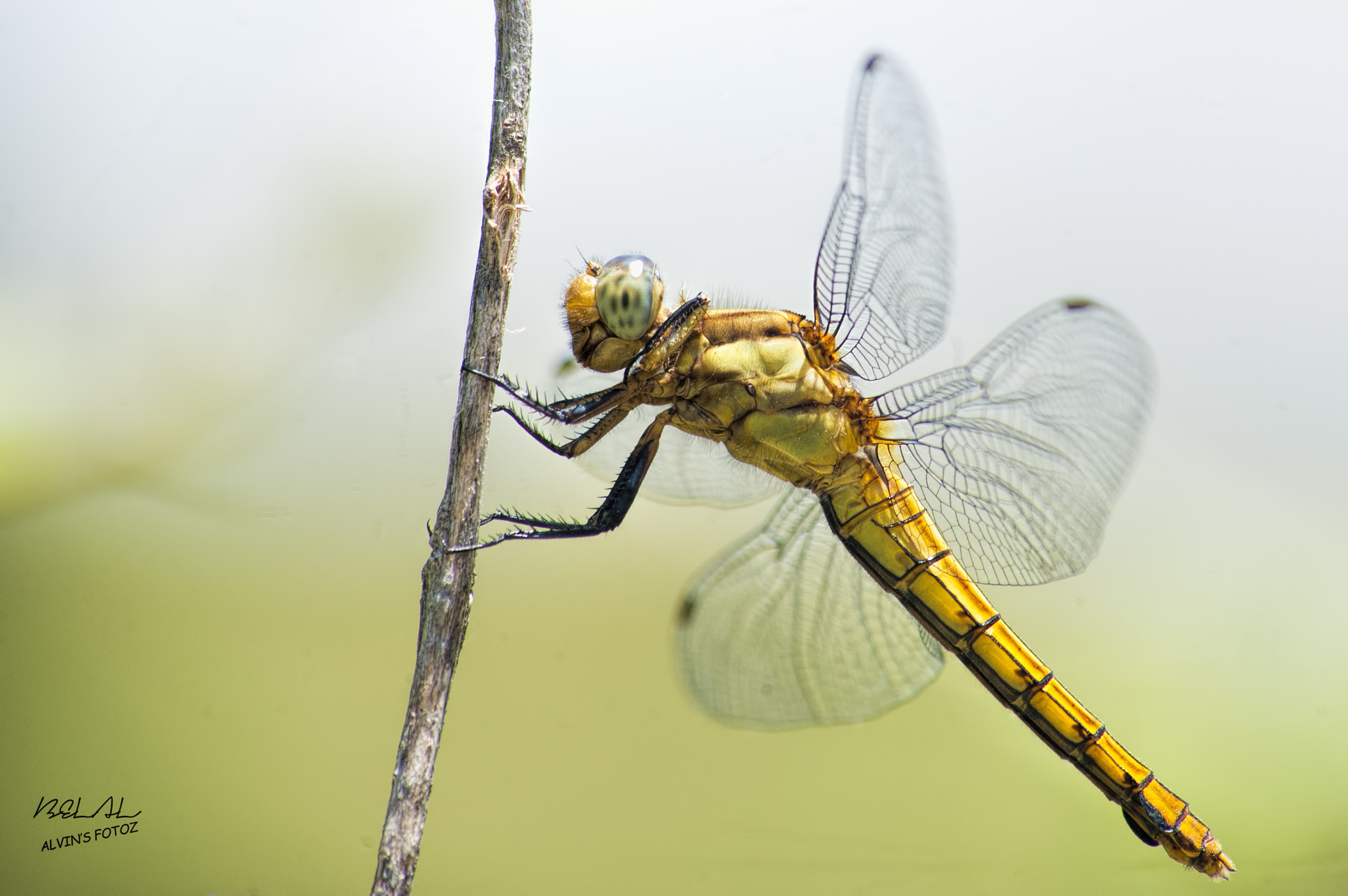 Sigma 70-300mm F4-5.6 APO DG Macro sample photo. Dragonfly  photography