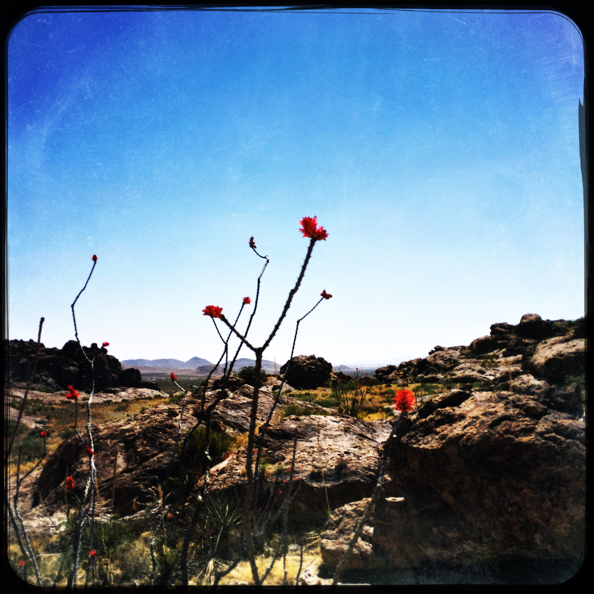 Hipstamatic 312 sample photo. Hueco tanks, nature, desert flowers photography