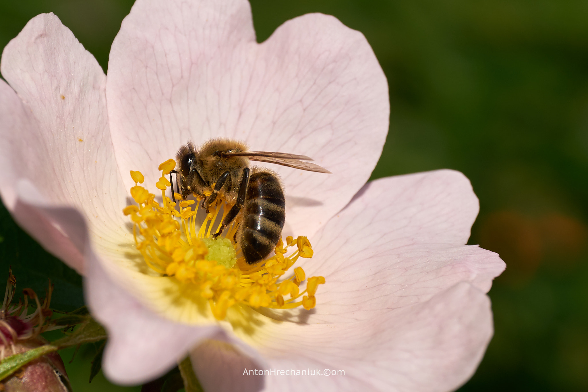Sony a7 + E 50mm F2.8 sample photo. Bee in dog-rose flower photography