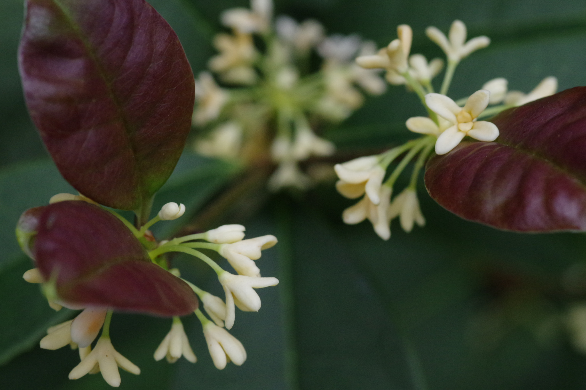 Pentax K-3 + Pentax smc D-FA 100mm F2.8 Macro WR sample photo. Shake hands photography