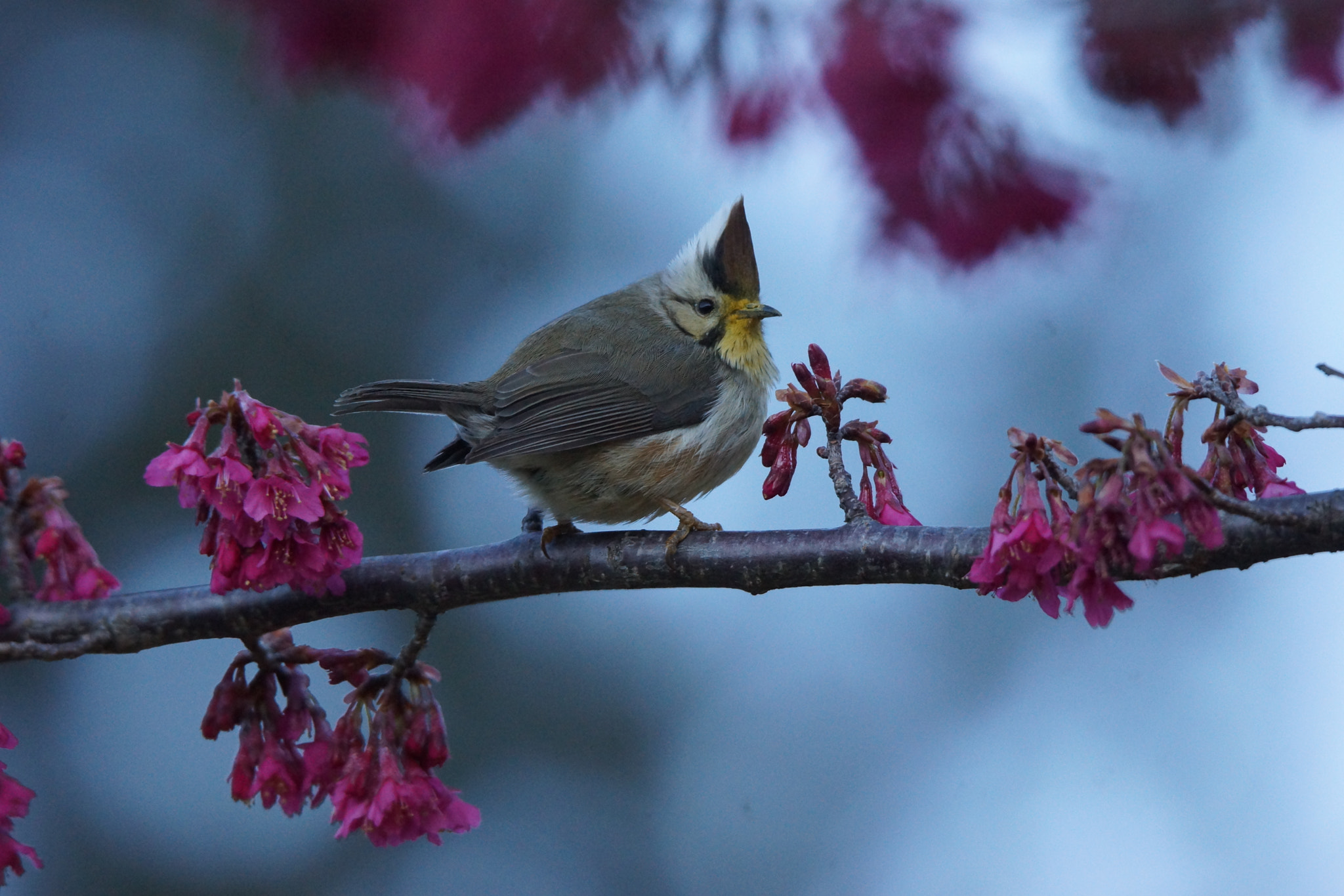 Sony SLT-A77 + Tamron SP 150-600mm F5-6.3 Di VC USD sample photo. Cute bird photography